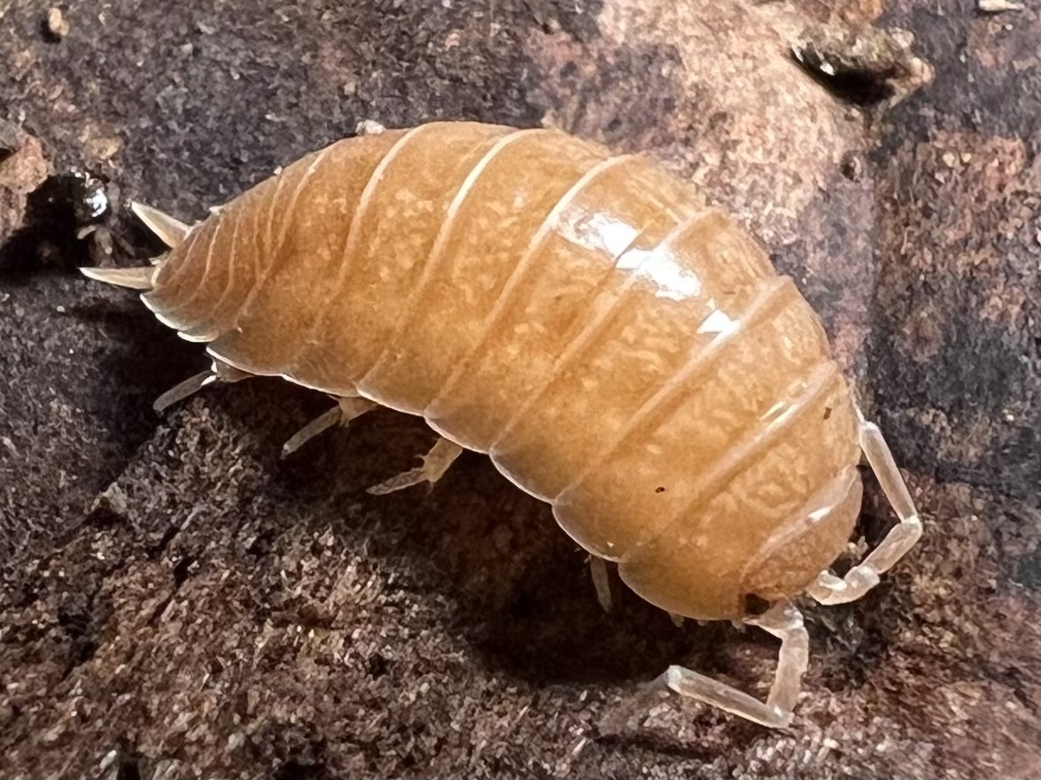Porcellio laevis “Giant Orange” set 10each