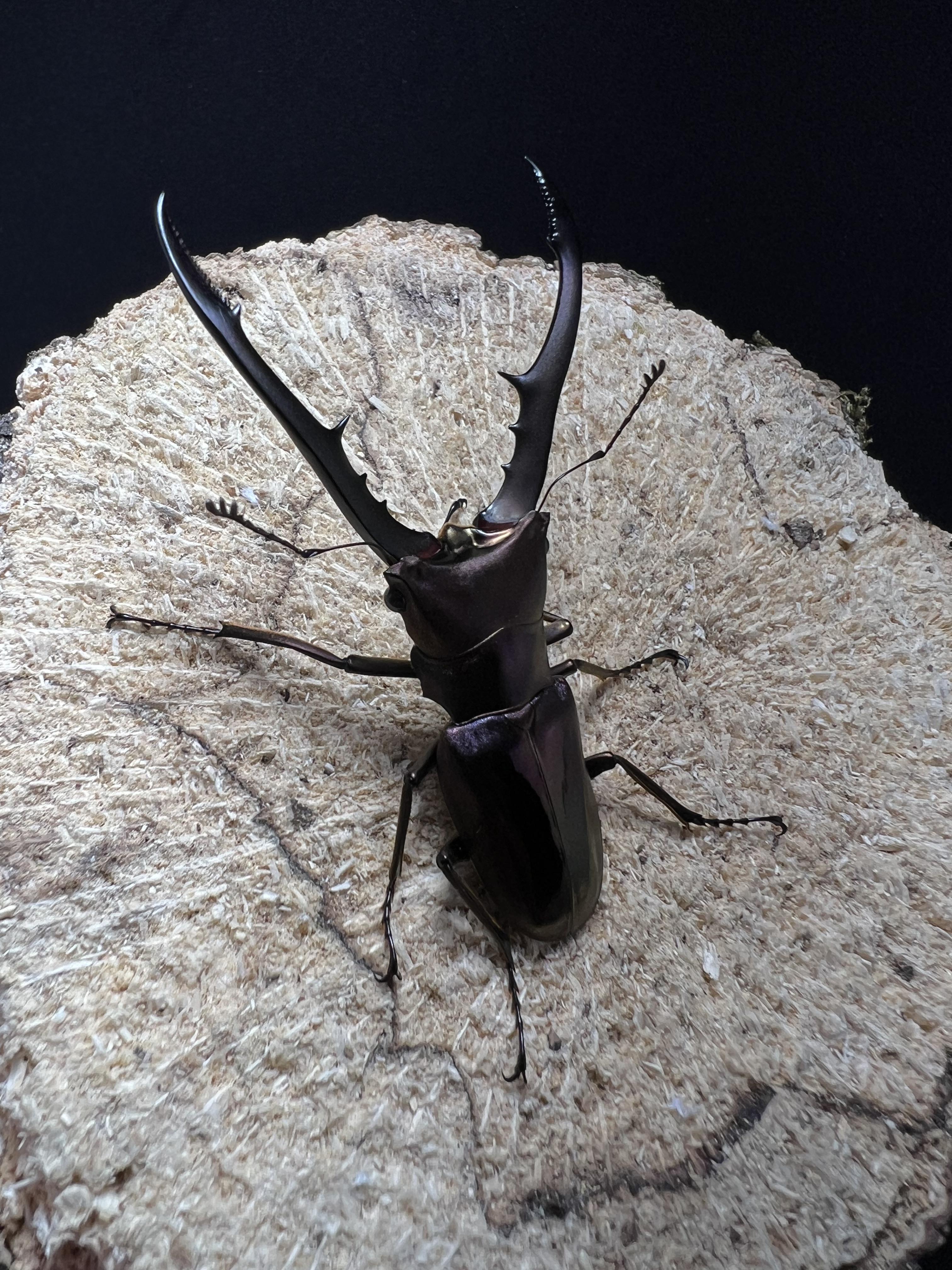 Cyclommatus metallifer 60 mm.