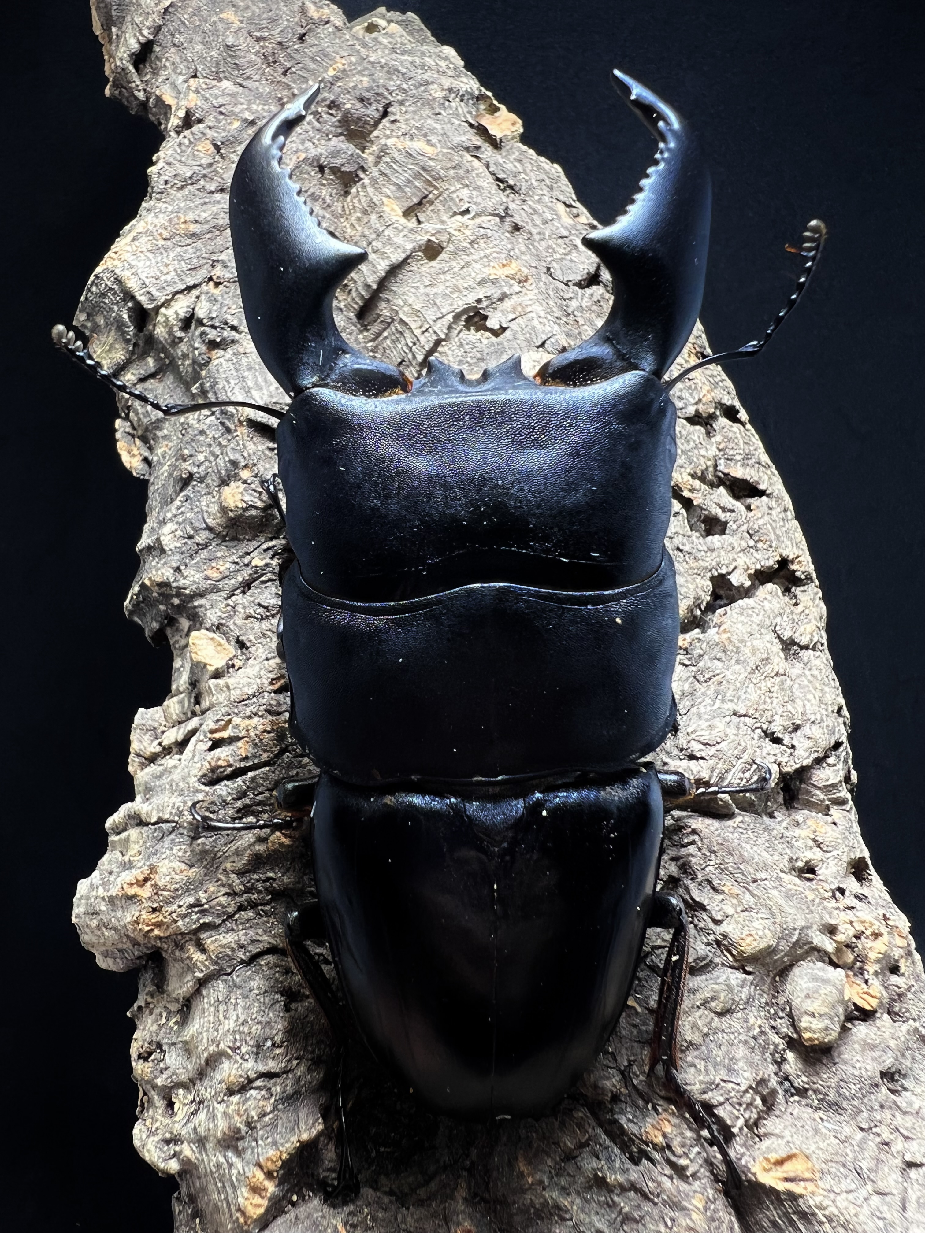Dorcus titanus yasuokai 97mm.