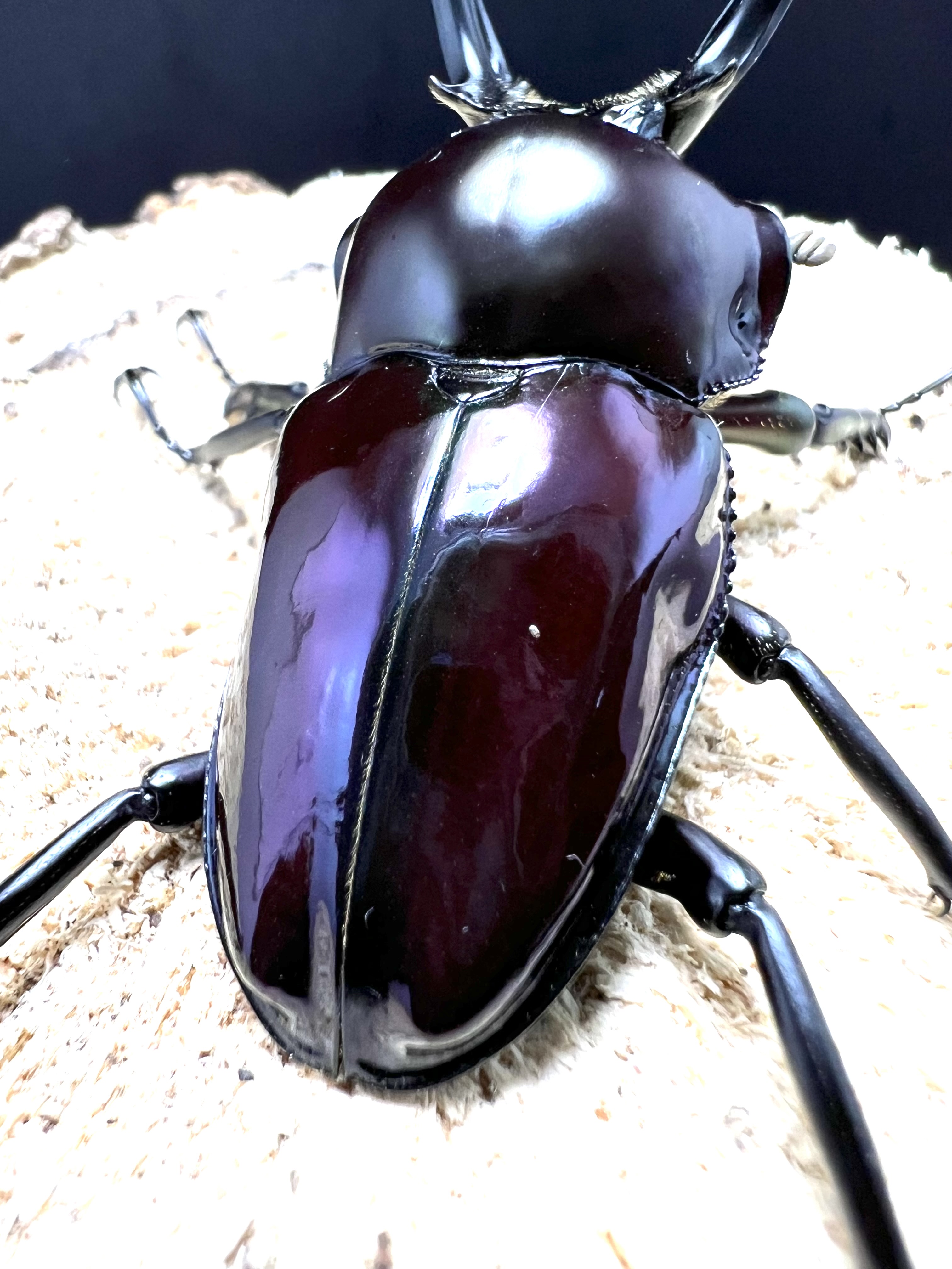 Phalacrognathus muelleri 53mm.