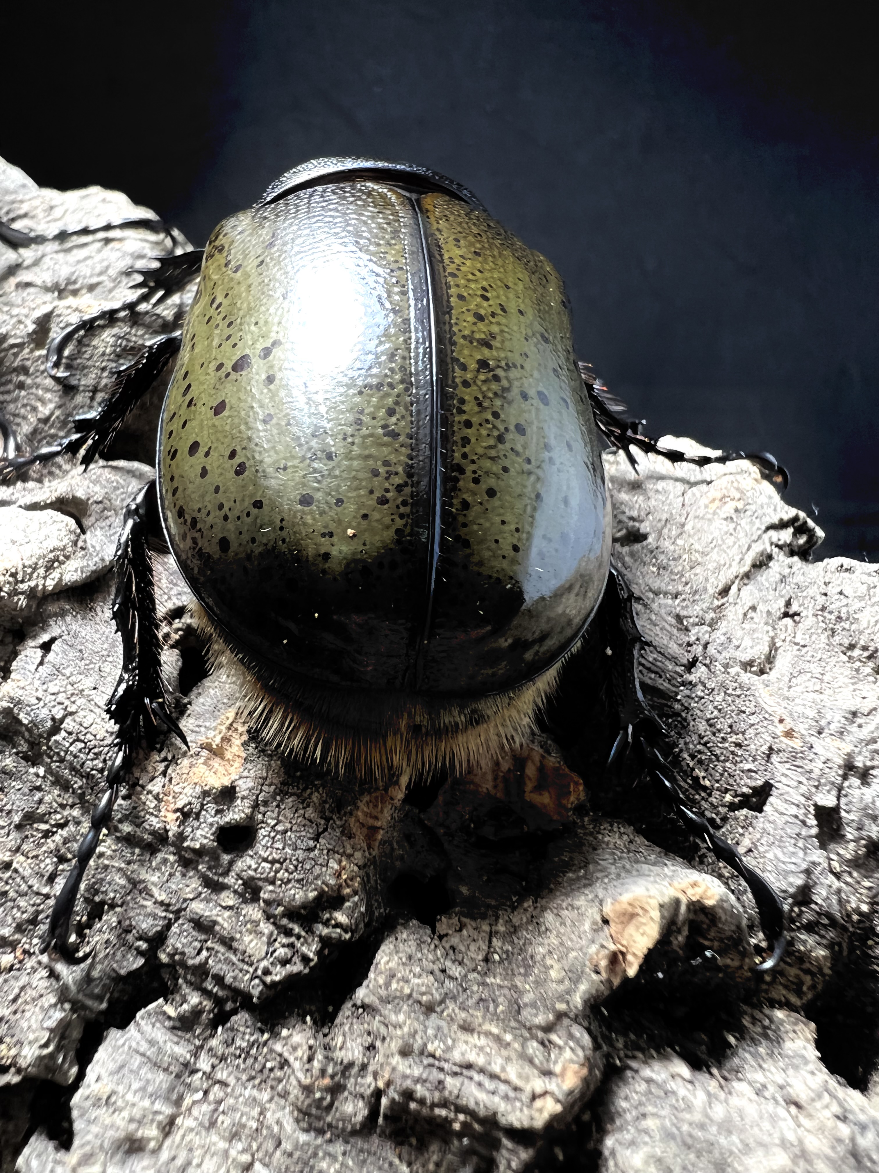 Dynastes hyllus hyllus 82x56mm.