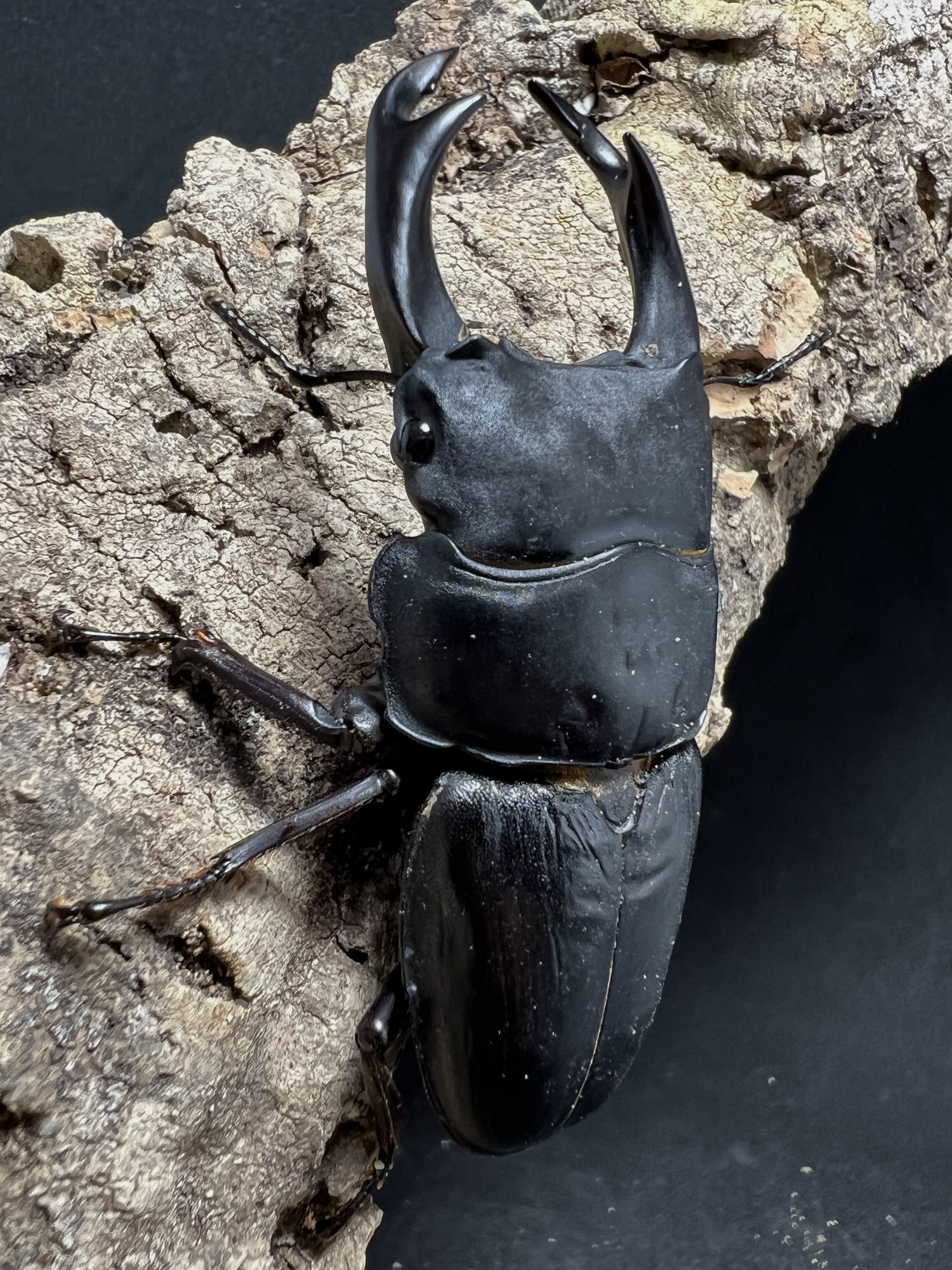 Dorcus hopei binodulosus 75mm.