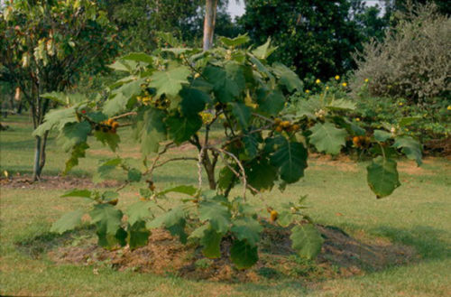 เมล็ดพันธุ์ มะอึกยักษ์