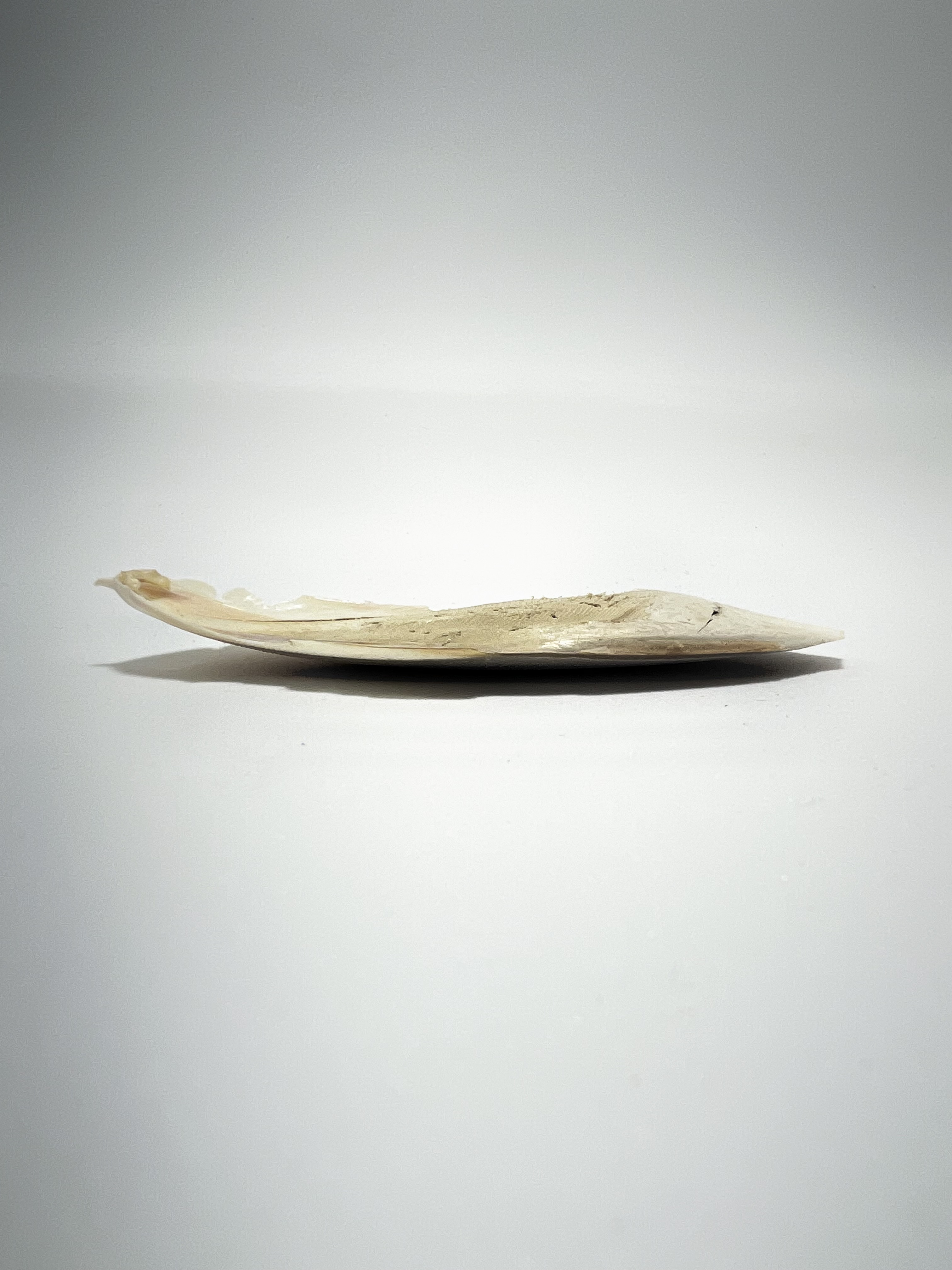 !SOMATE CUTTLEBONE 38g.