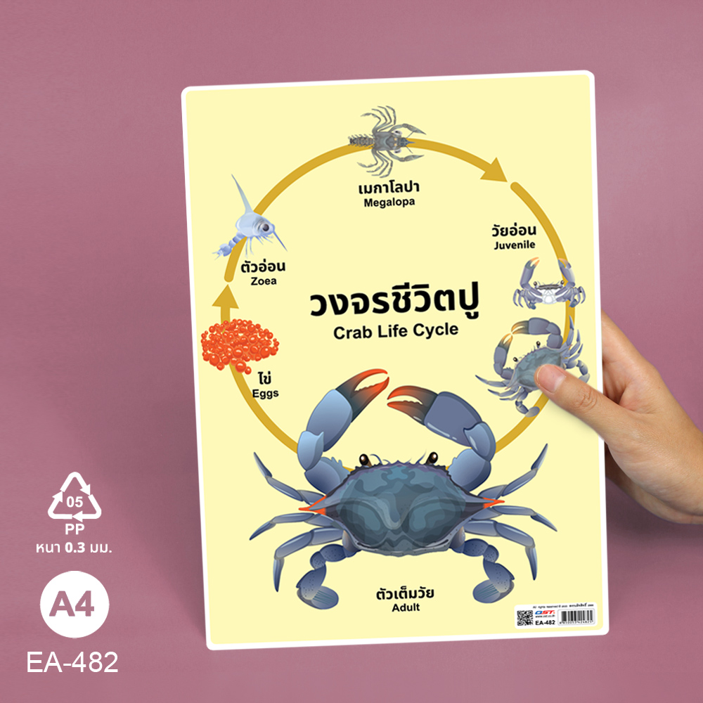 โปสเตอร์ความรู้ ชุดวงจรชีวิตสัตว์ ขนาดA4 EA-482 ปู