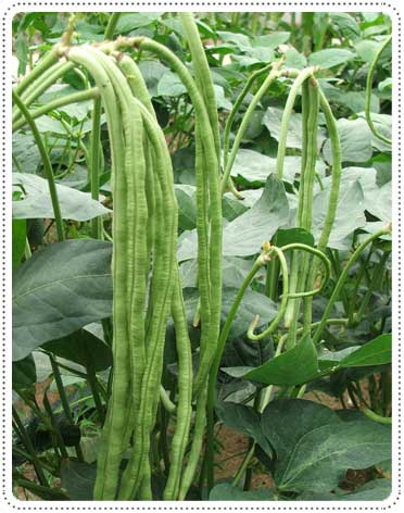 เมล็ดพันธุ์ ถั่วฟักยาว