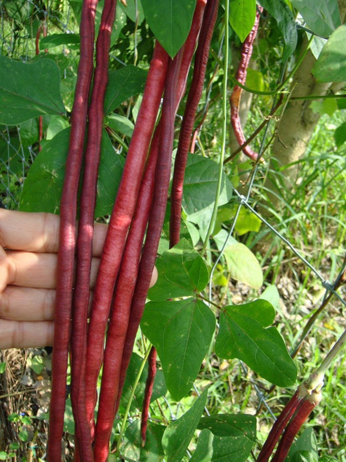 เมล็ดพันธุ์ถั่วฝักยาวม่วง