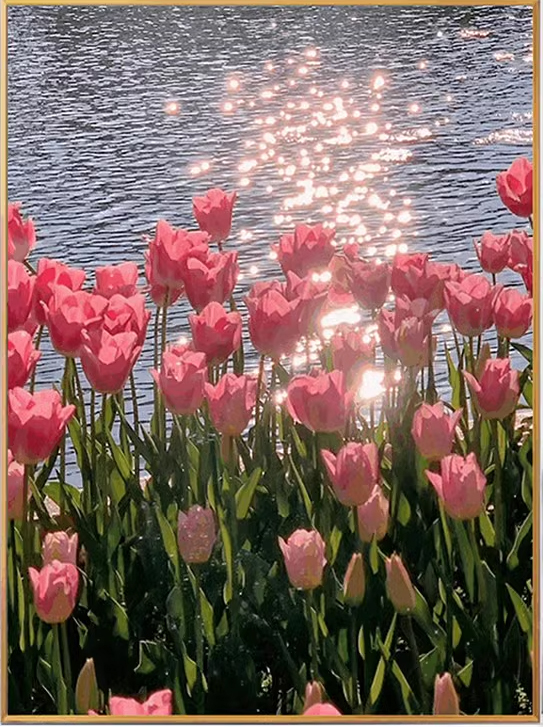 tulip-1103 *สินค้าหมด* ชุดปักครอสติช ลายทุ่งทิวลิป (ปักเต็มผืนผ้า ไม่มีเดินเส้น ผ้า11CTพิมพ์ลาย ปัก 3 เส้นเล็ก) ขนาด 54*66 ซม.ผ้าครอสติช 11CTพิมพ์ลายปักบนผ้า ไหมคอตตอน 28 สี ผังลาย เข็ม