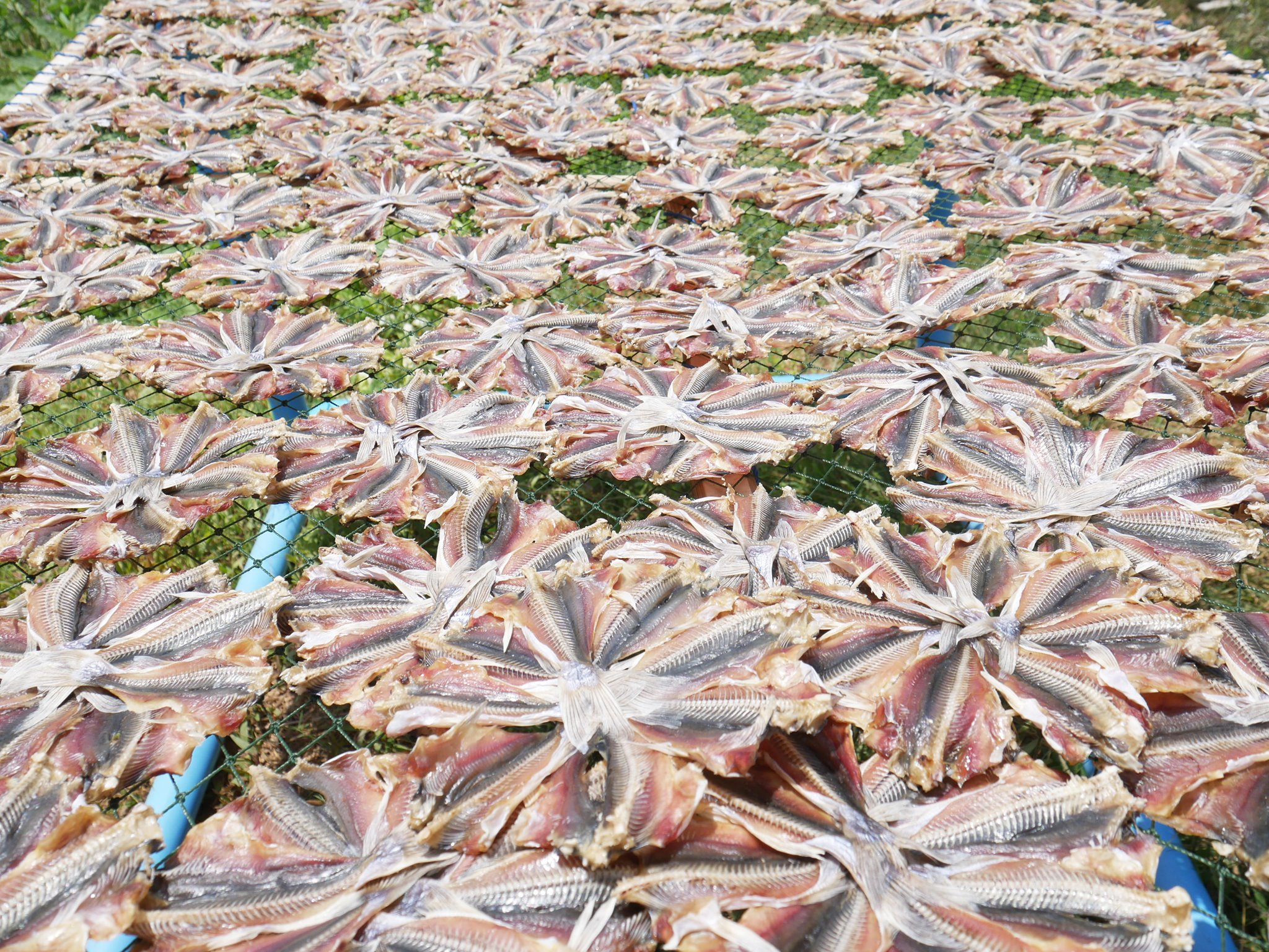 ปลาหัวโม่ง 100 วง ขายส่ง เอาไปแพคเอง