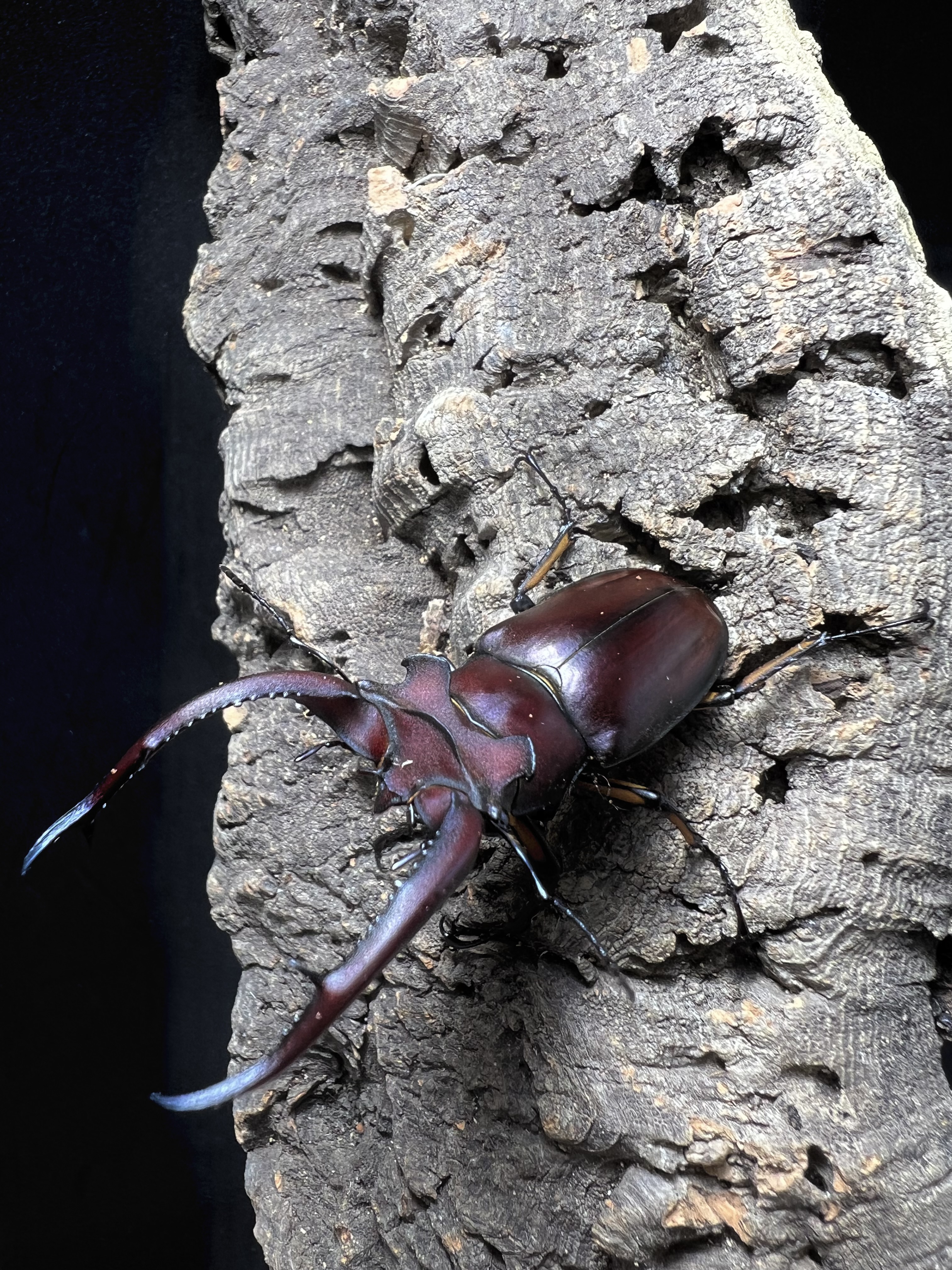 Lucanus angusticornis 66 mm. Pair