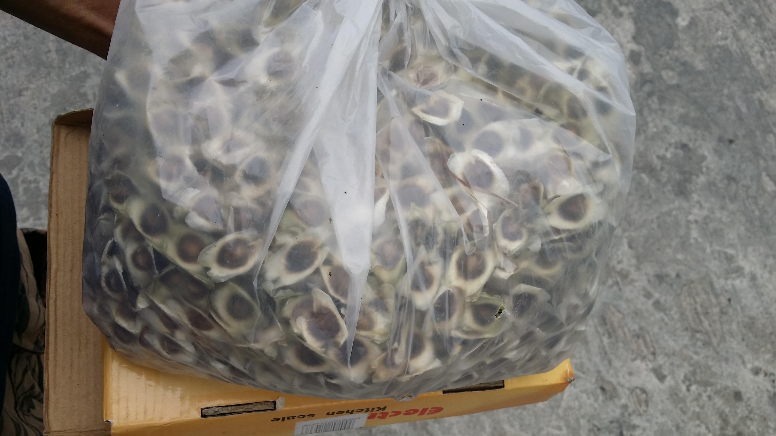 เมล็ดมะรุมแห้งคัดเกรด 1 กิโลกรัม.