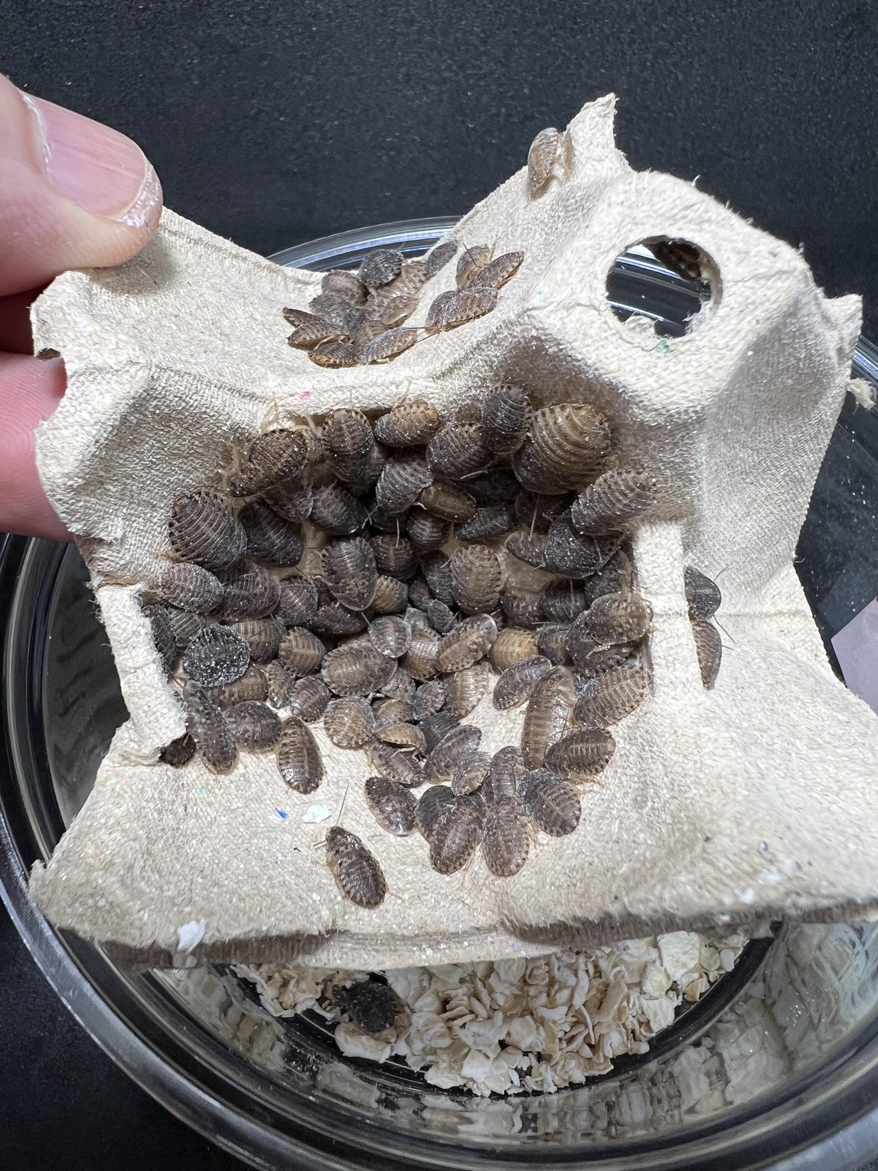 Blaptica dubia 5~10mm. 1 cup