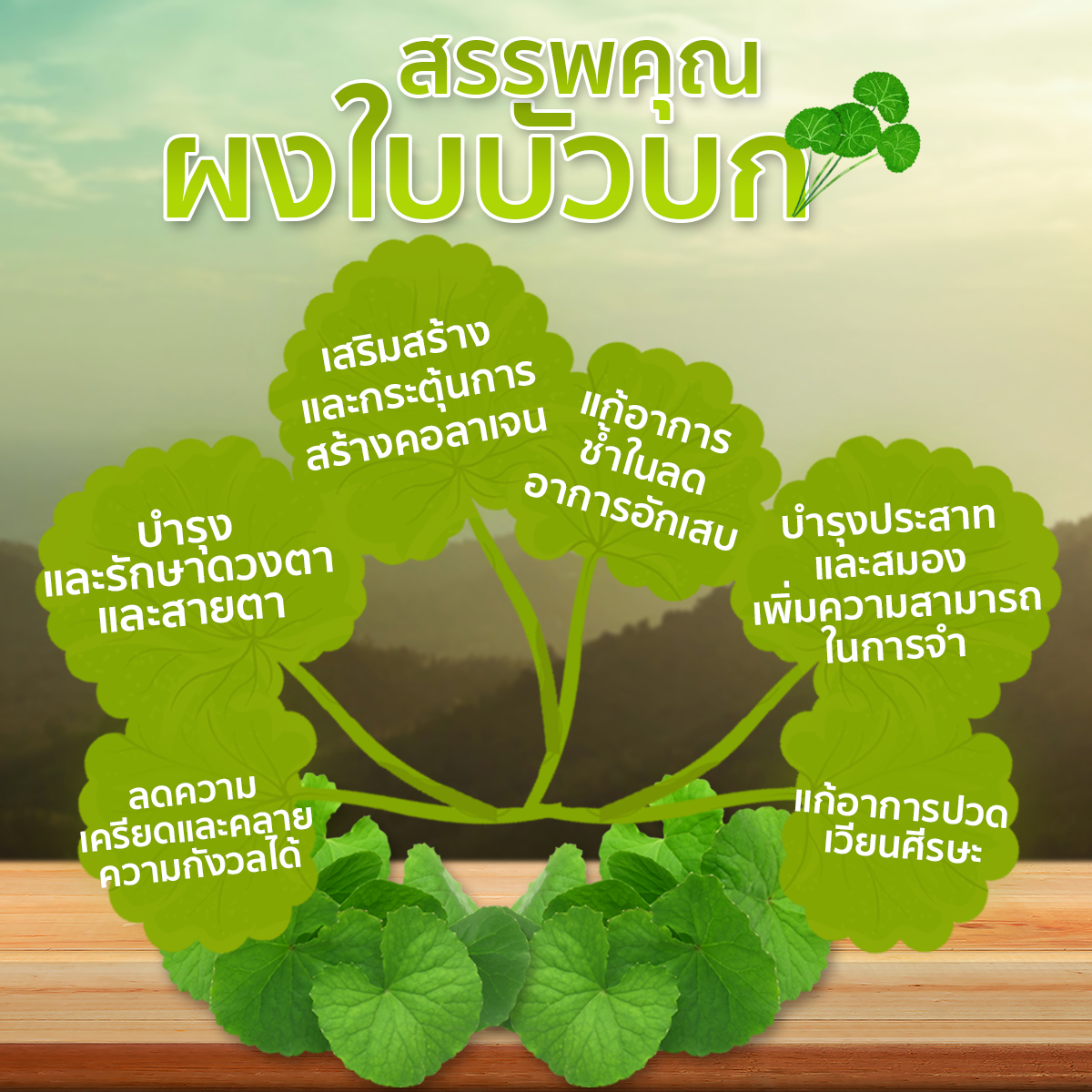 ผงใบบัวบกแท้ 100% ผงใบบัวบก ใบบัวบก ผงใบบัวบก ธรรมชาติ100% เกรดA (ไม่ผสม) ขนาด 65 กรัม