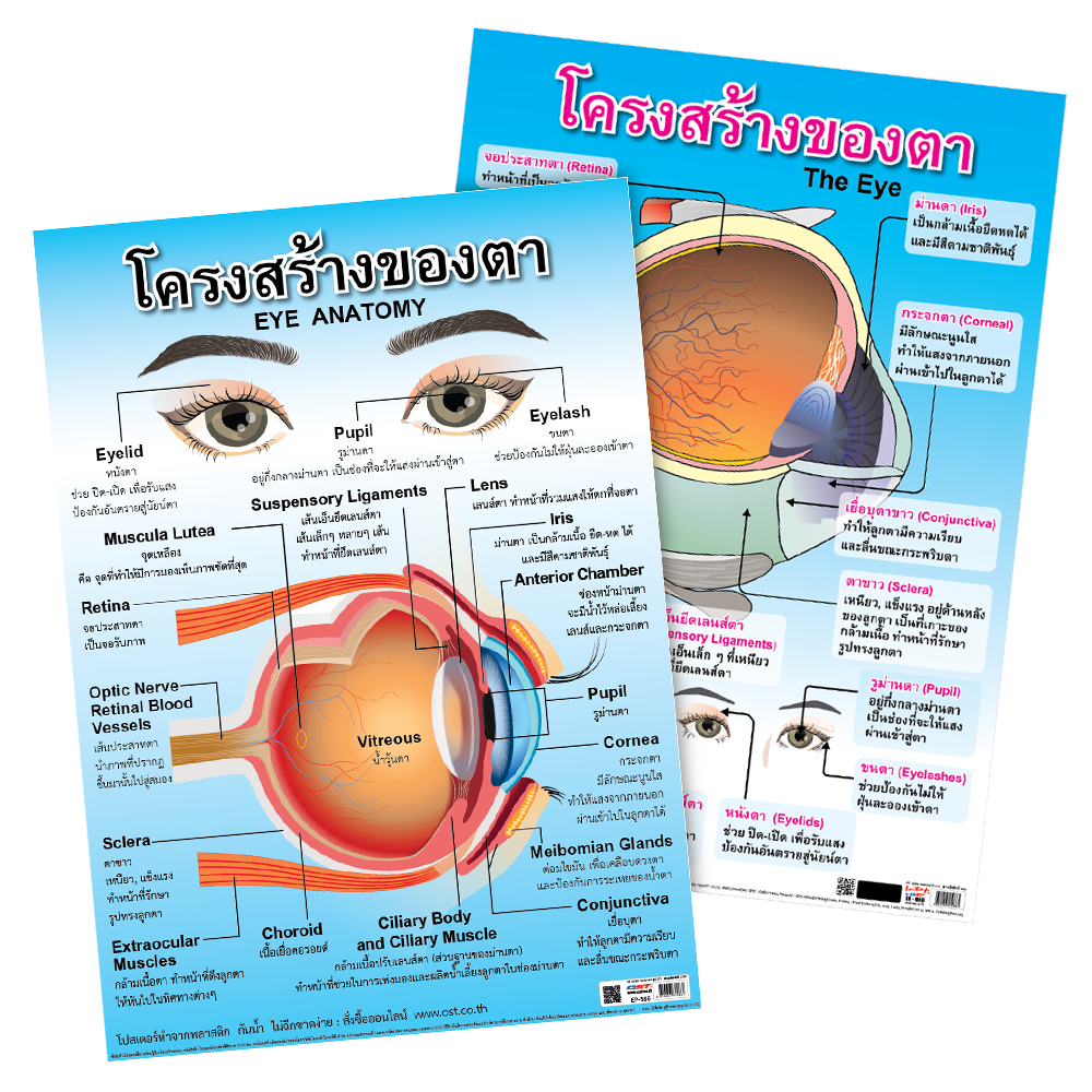 Eyes Diagram Educational Posters No.086