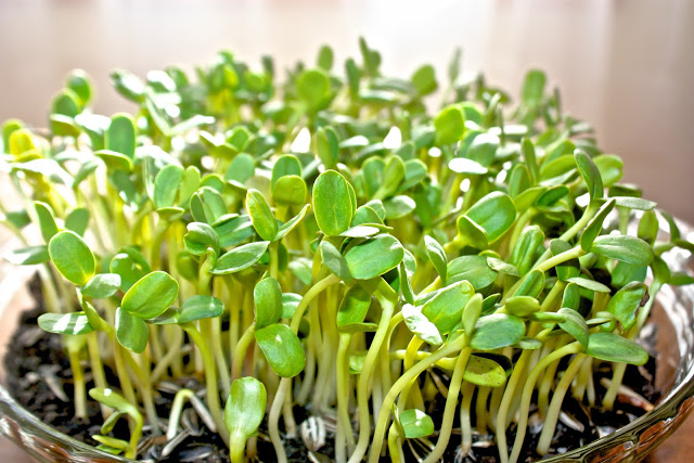 เมล็ดทานตะวัน สำหรับเพาะทานต้นอ่อน 1 กิโลกรัม เกรดAAA ดีที่สุด