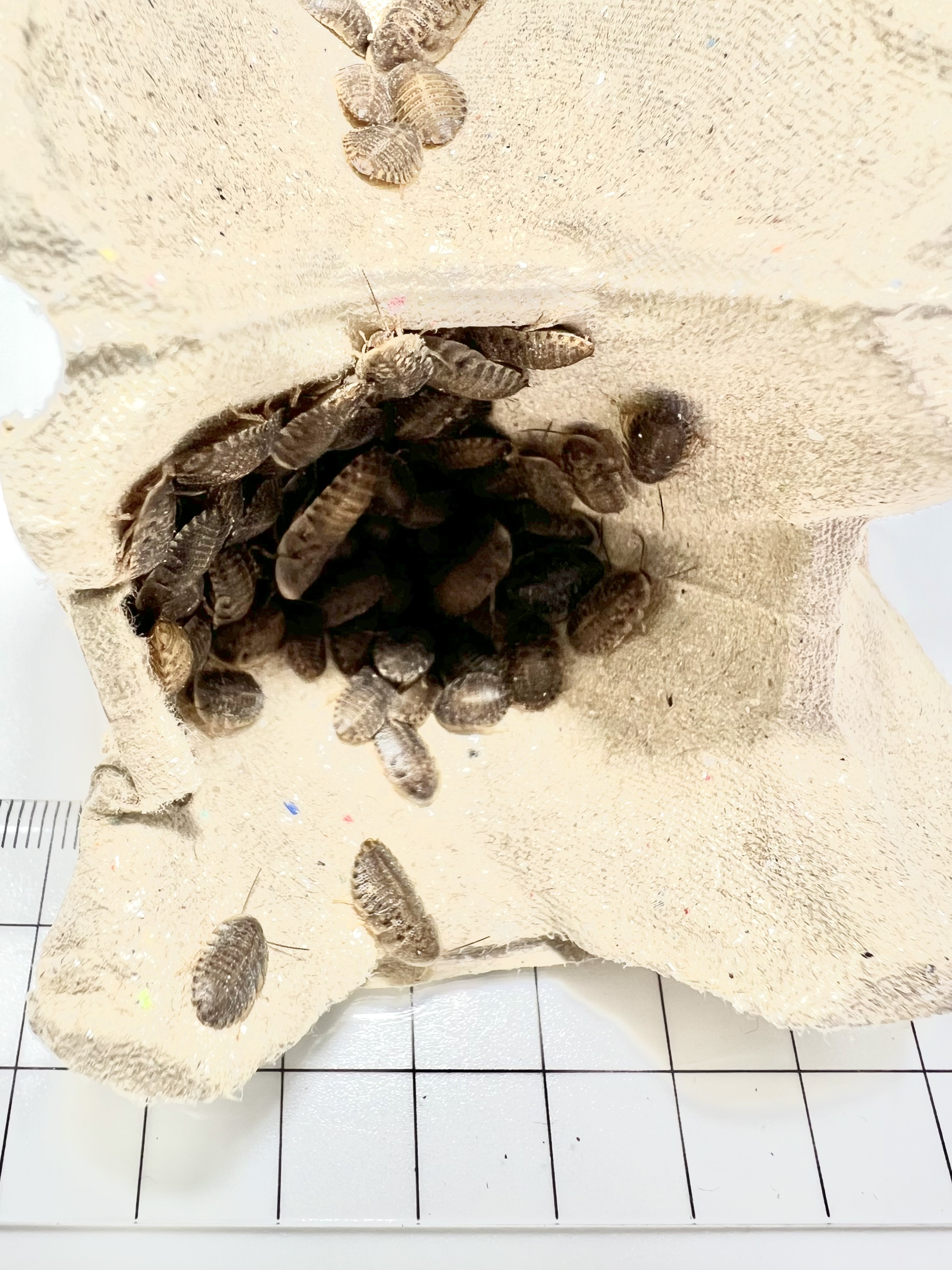 Blaptica dubia 5~10mm. 1 cup