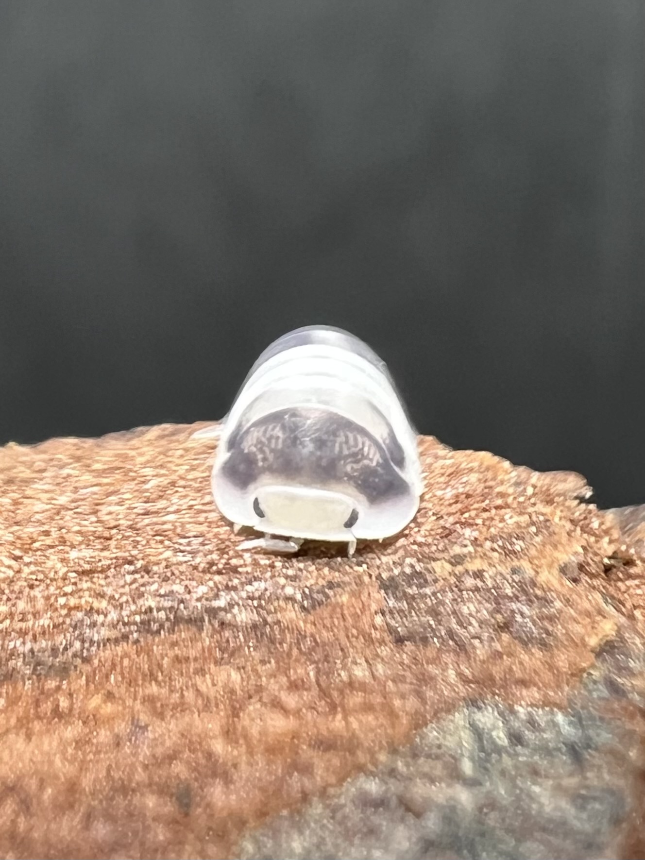 Cubaris sp. white panda 5 each