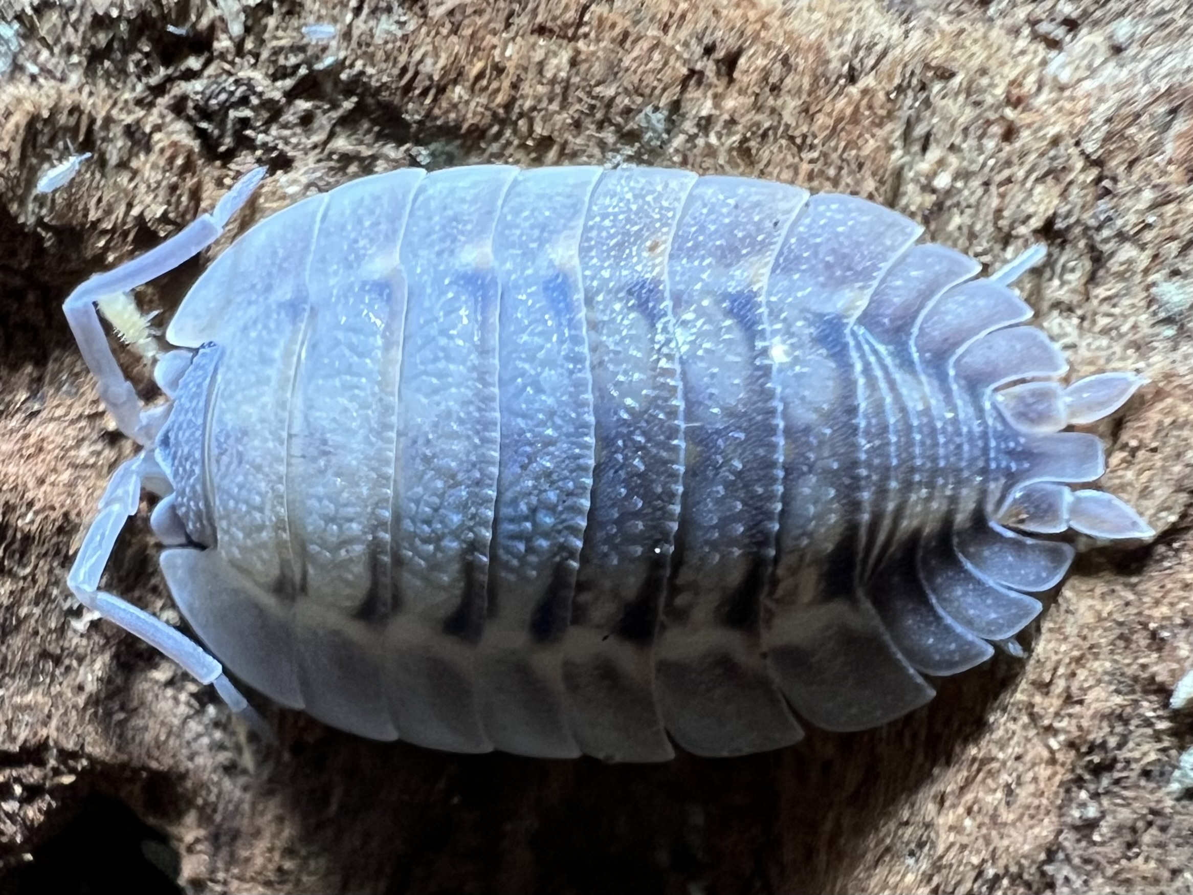 Porcellio spatulatus Coros 5 each