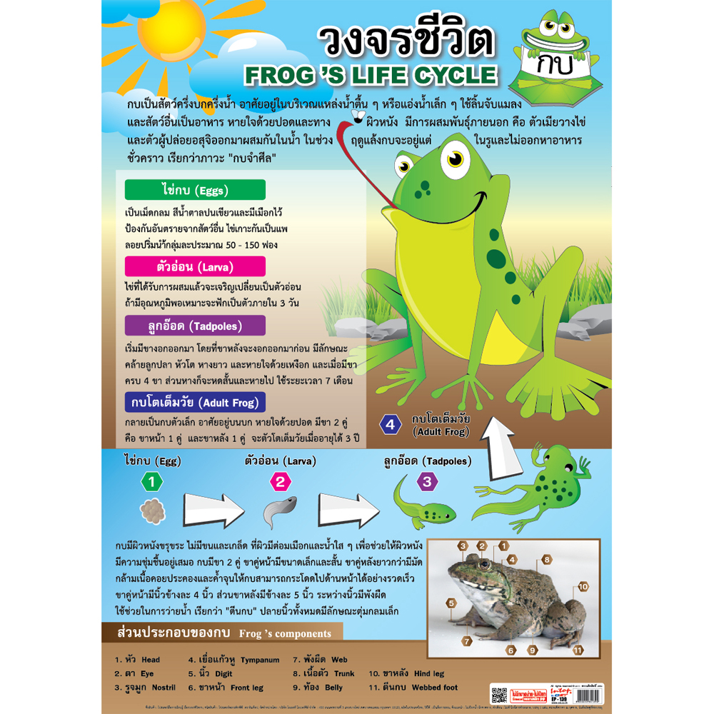 โปสเตอร์ความรู้ วงจรชีวิตกบ EP-139 EQ-139
