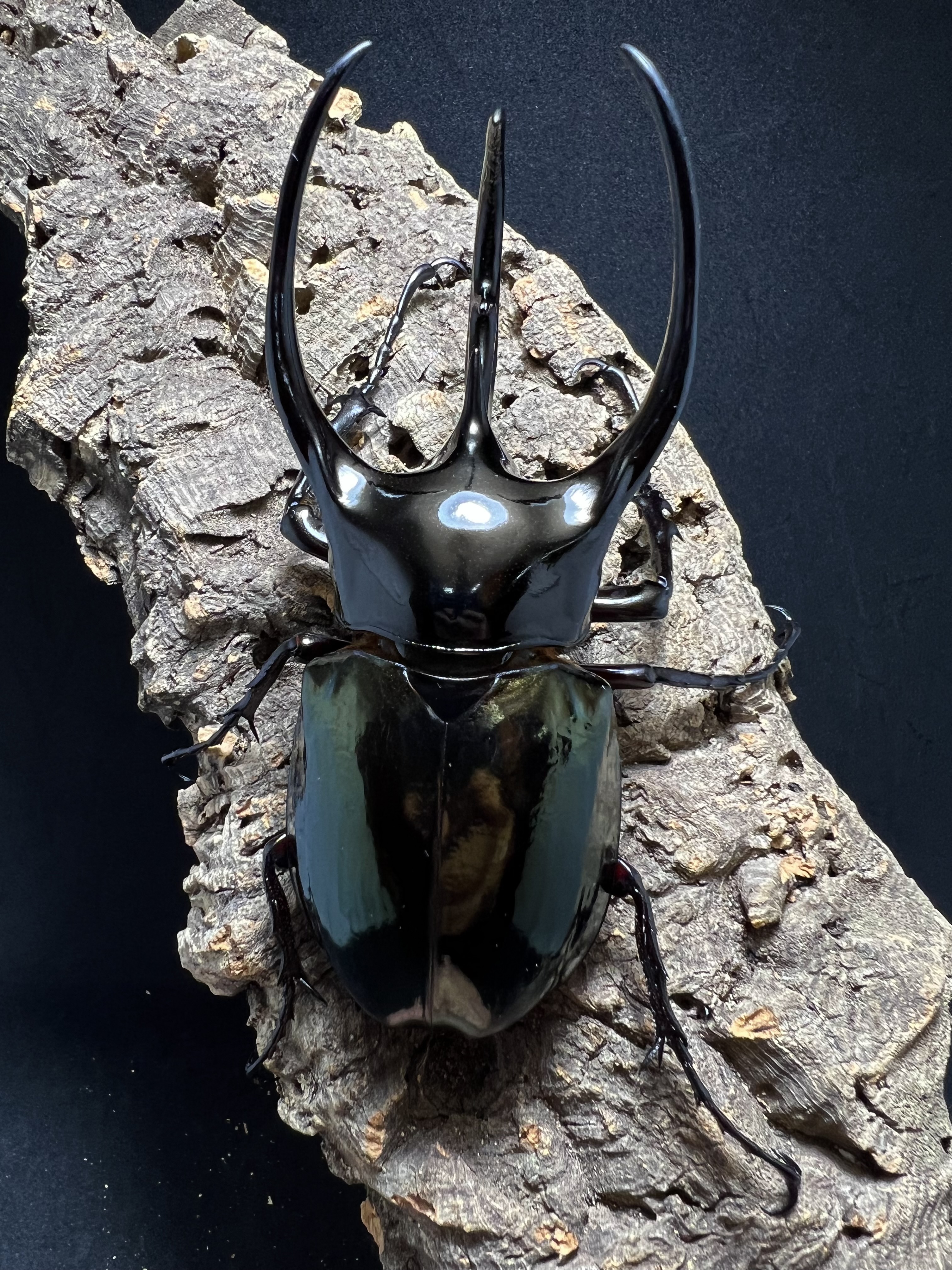 Chalcosoma chiron belangeri 108mm.