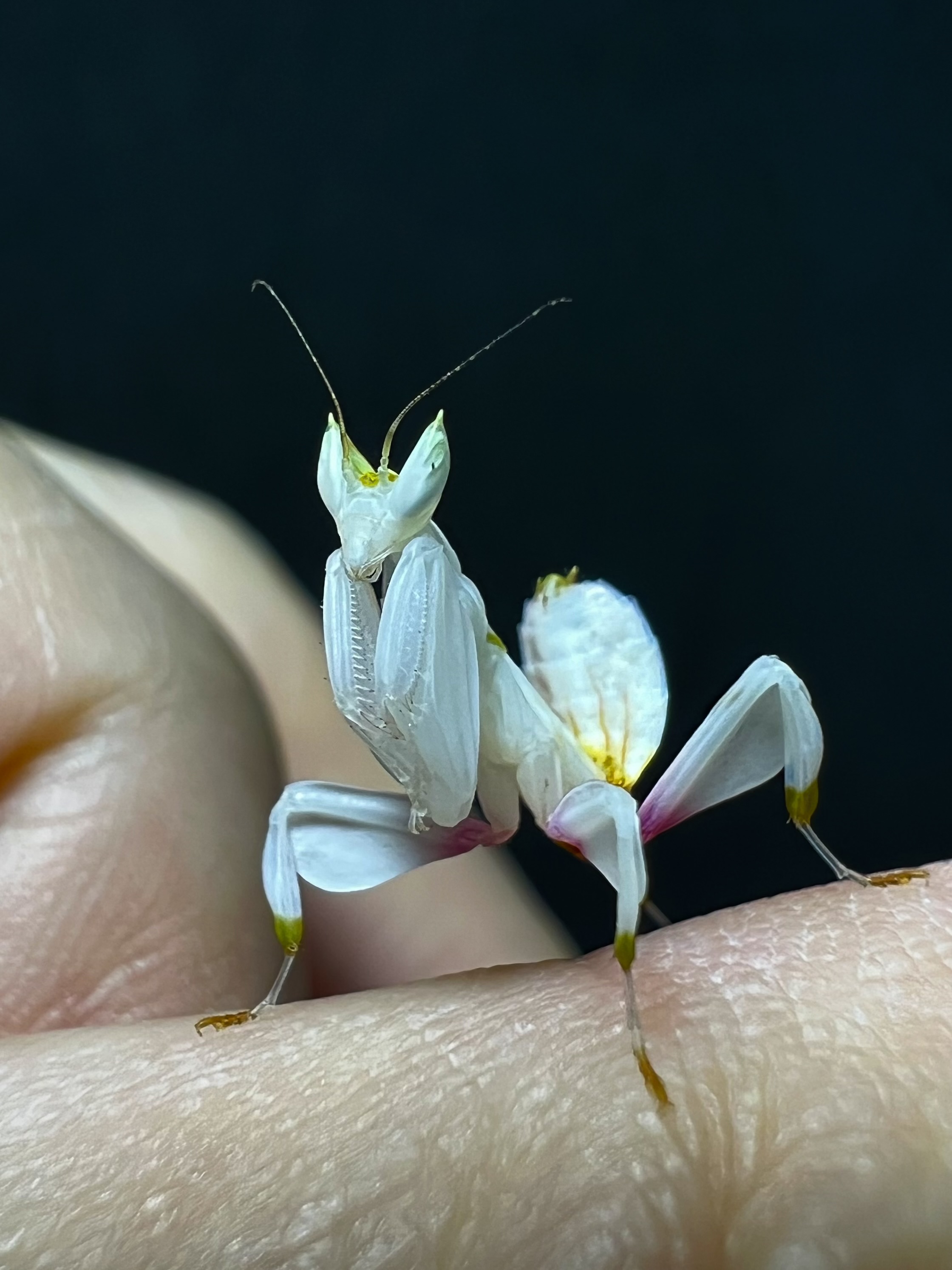 Hymenopus coronatus Lv.2~3