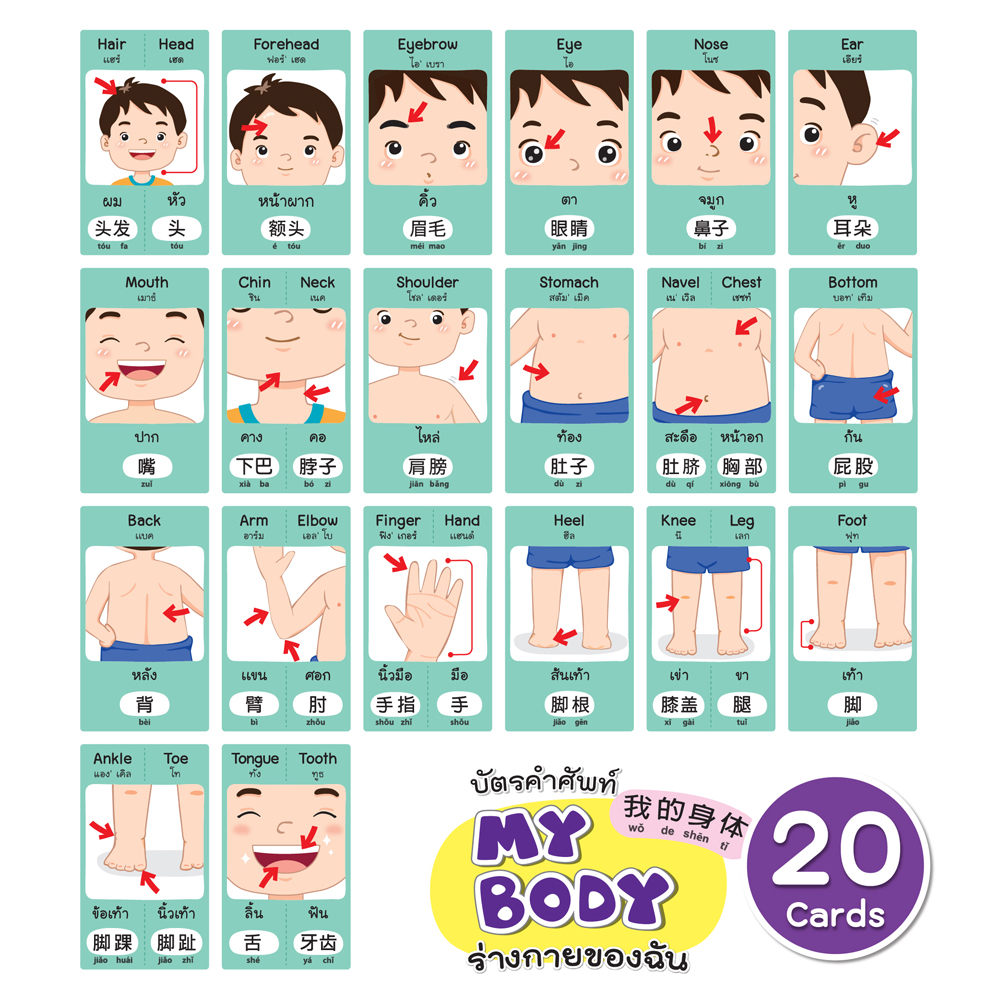 บัตรคำ Flashcards คำศัพท์3ภาษา ET-340 ร่างกายของฉัน My body