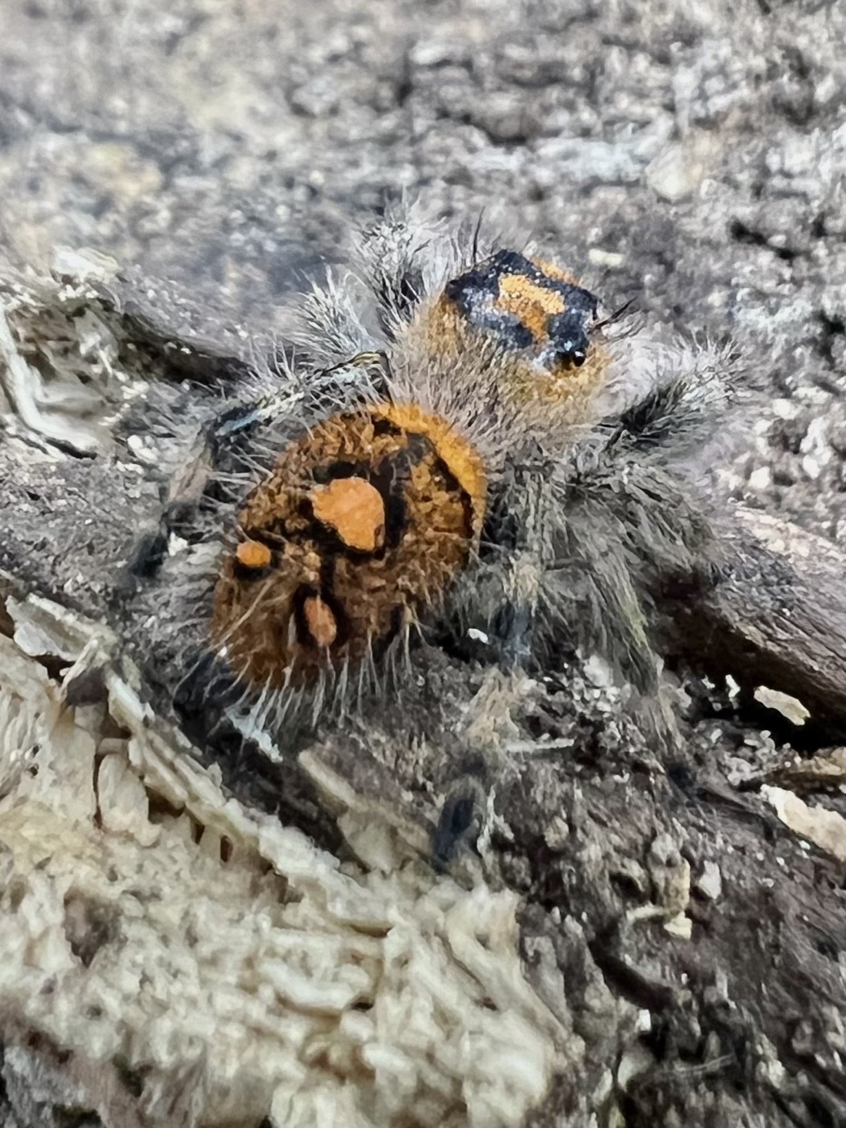 Phidippus regius everglades female