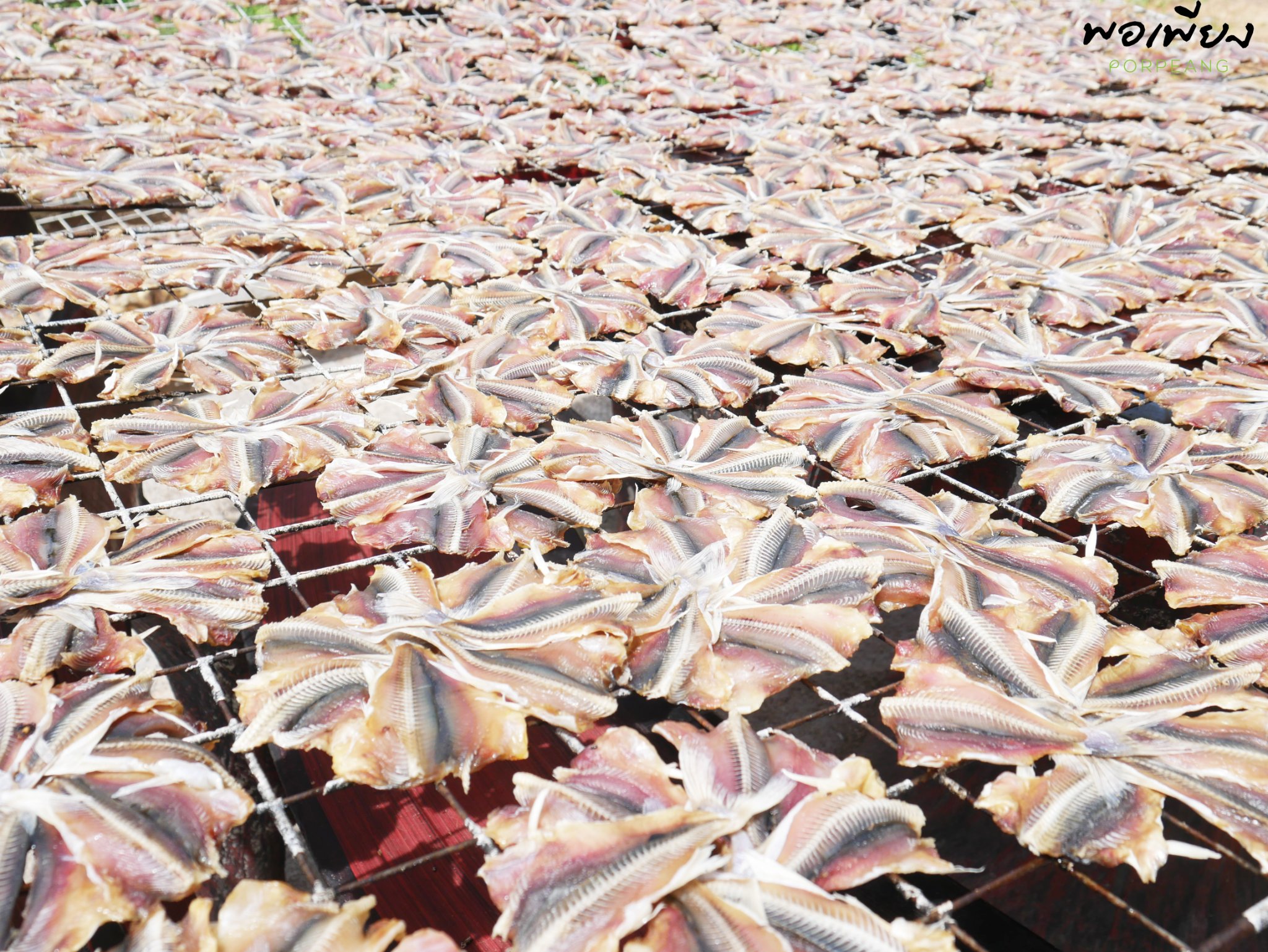 ปลาหัวโม่งตากแห้ง แพค 10วง(ปลีก)