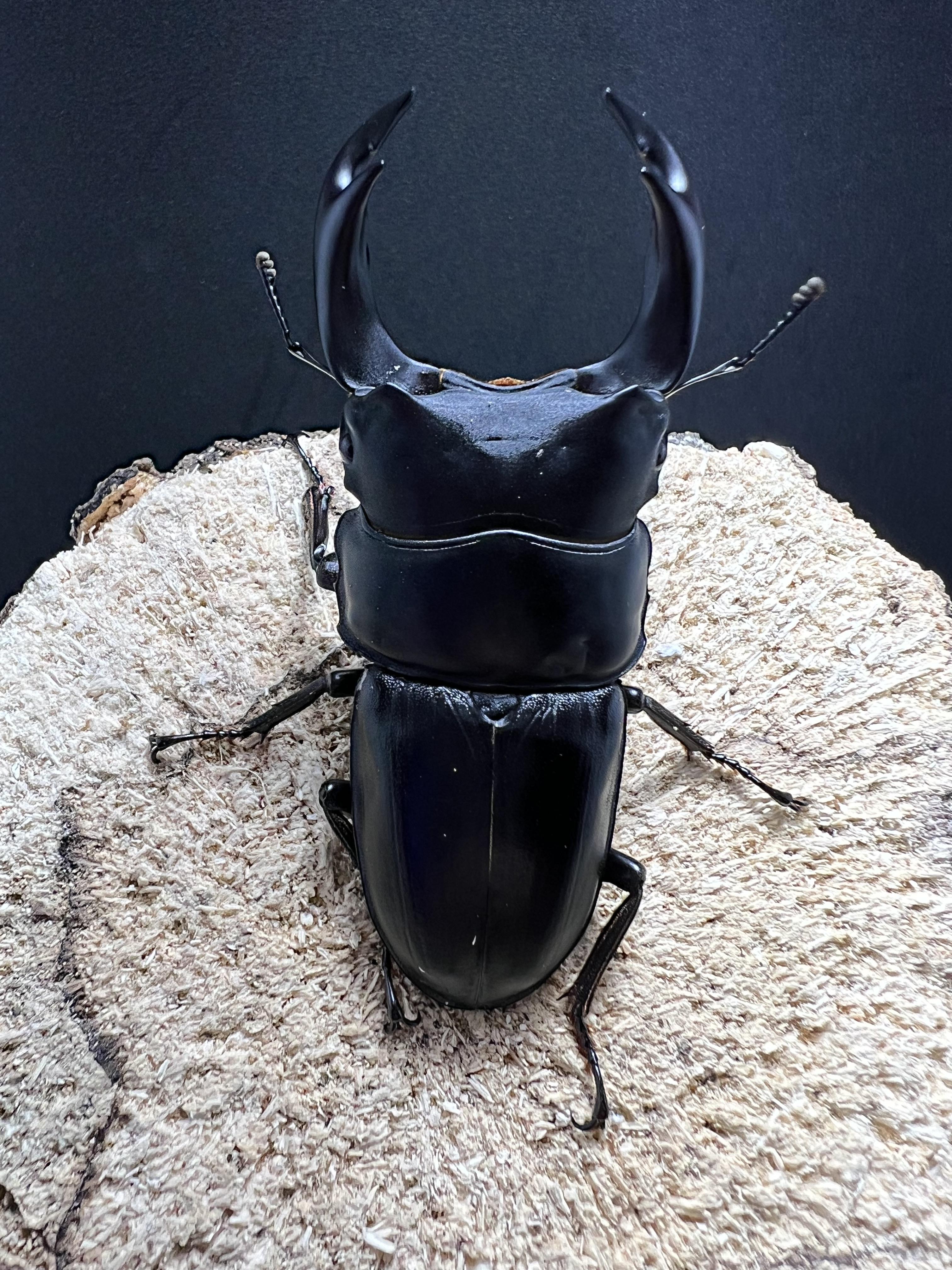 Dorcus hopei binodulosus 72mm.