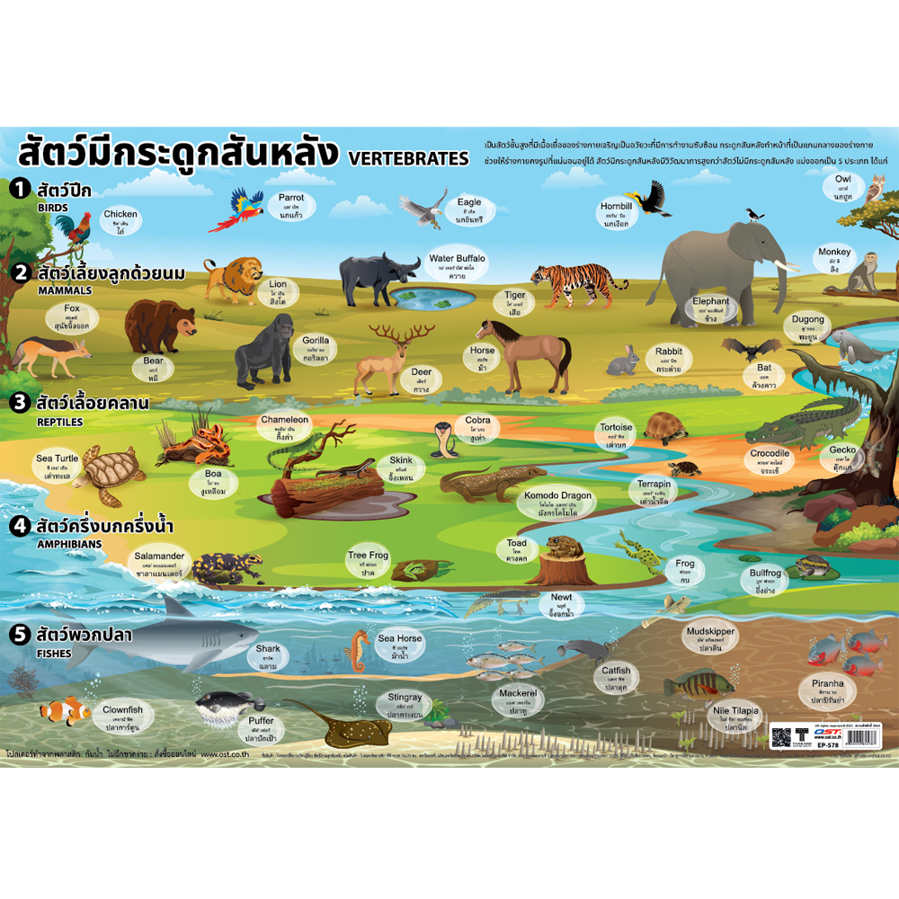 Vertebrates Animals Educational Posters No.578
