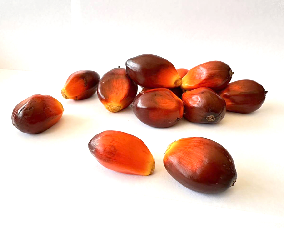 ลูกปาล์มสด เมล็ดปาล์มสด เมล็ดปาล์มน้ำมัน เมล็ดปาล์มสด เมล็ดลูกปาล์มสุก ใช้เพาะปลูก อาหารเสริมให้สัตว์ฟันแทะ