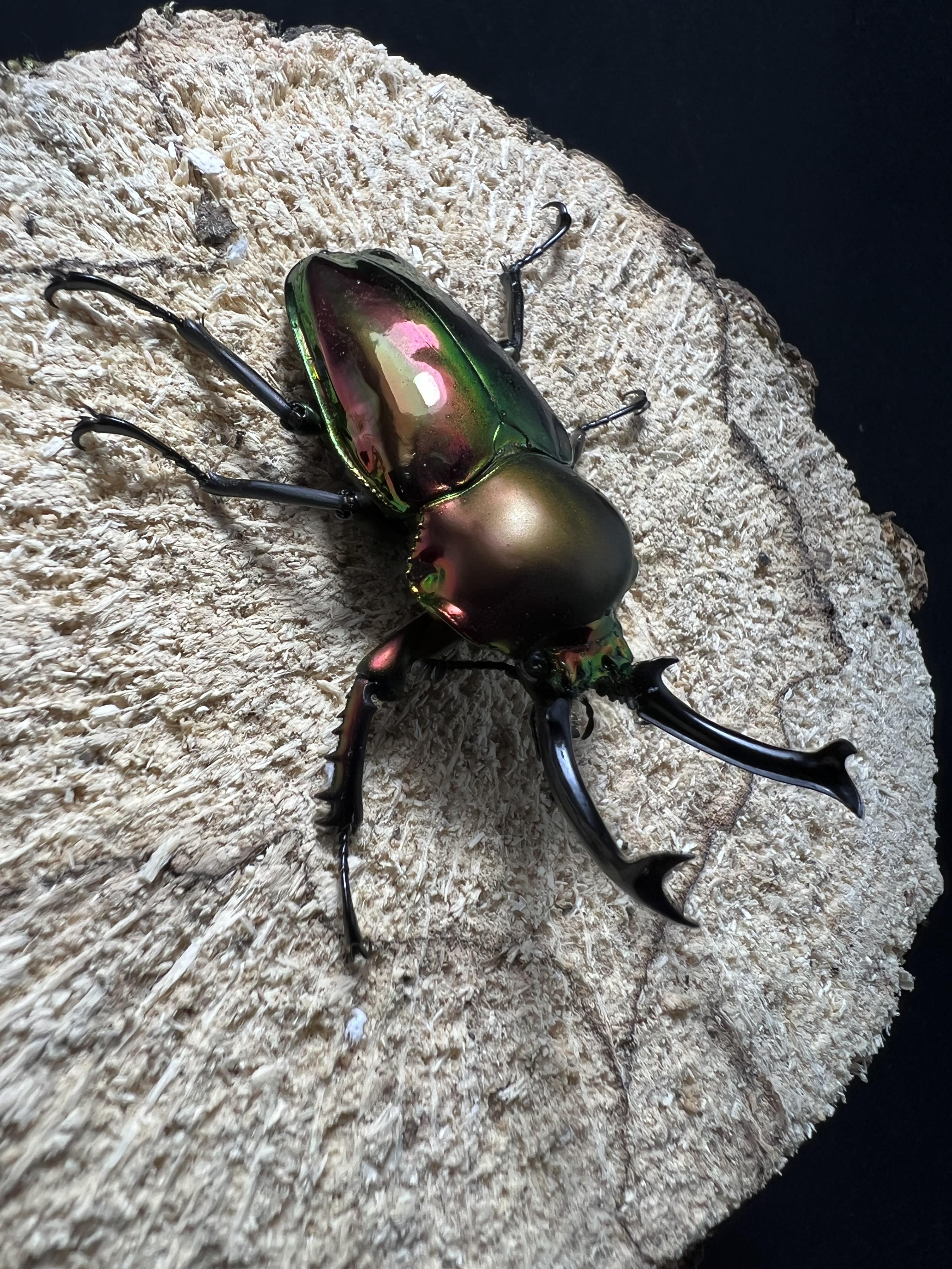 Phalacrognathus muelleri 53mm.