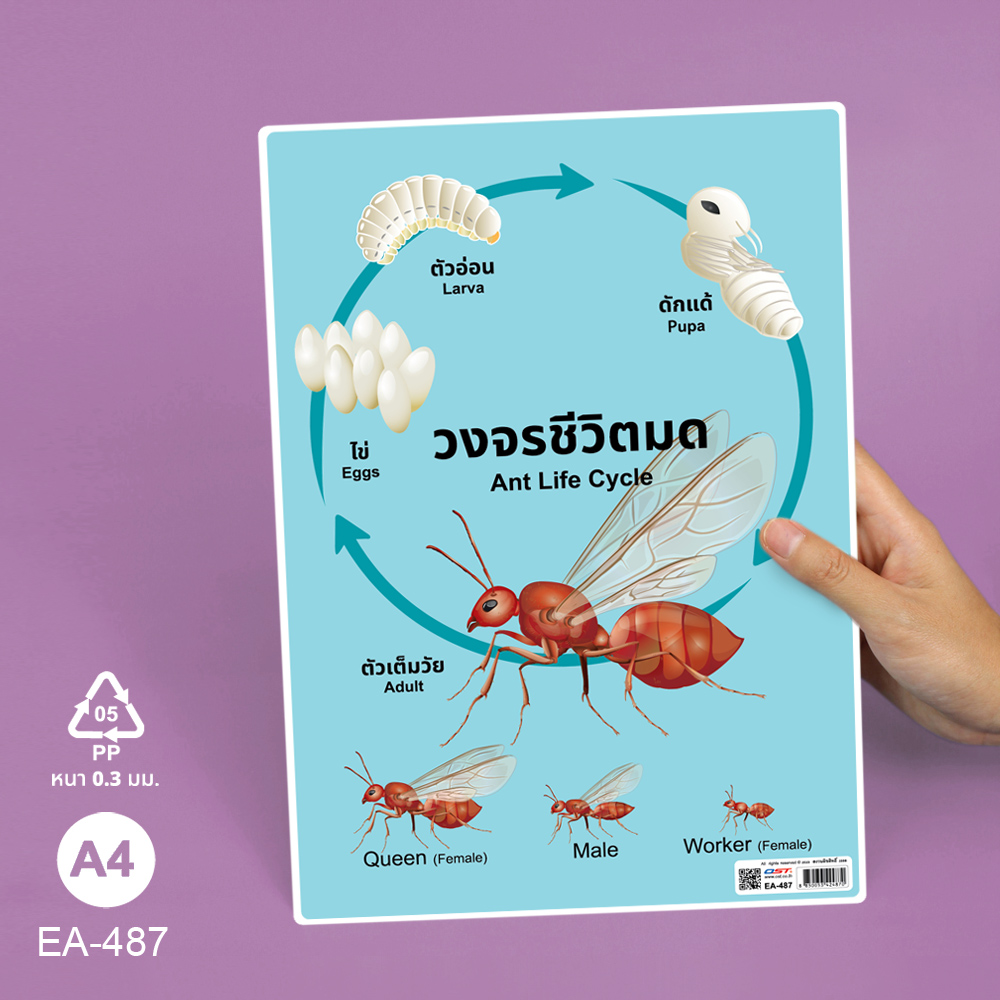 โปสเตอร์ความรู้ ชุดวงจรชีวิตสัตว์ ขนาดA4 EA-487 มด