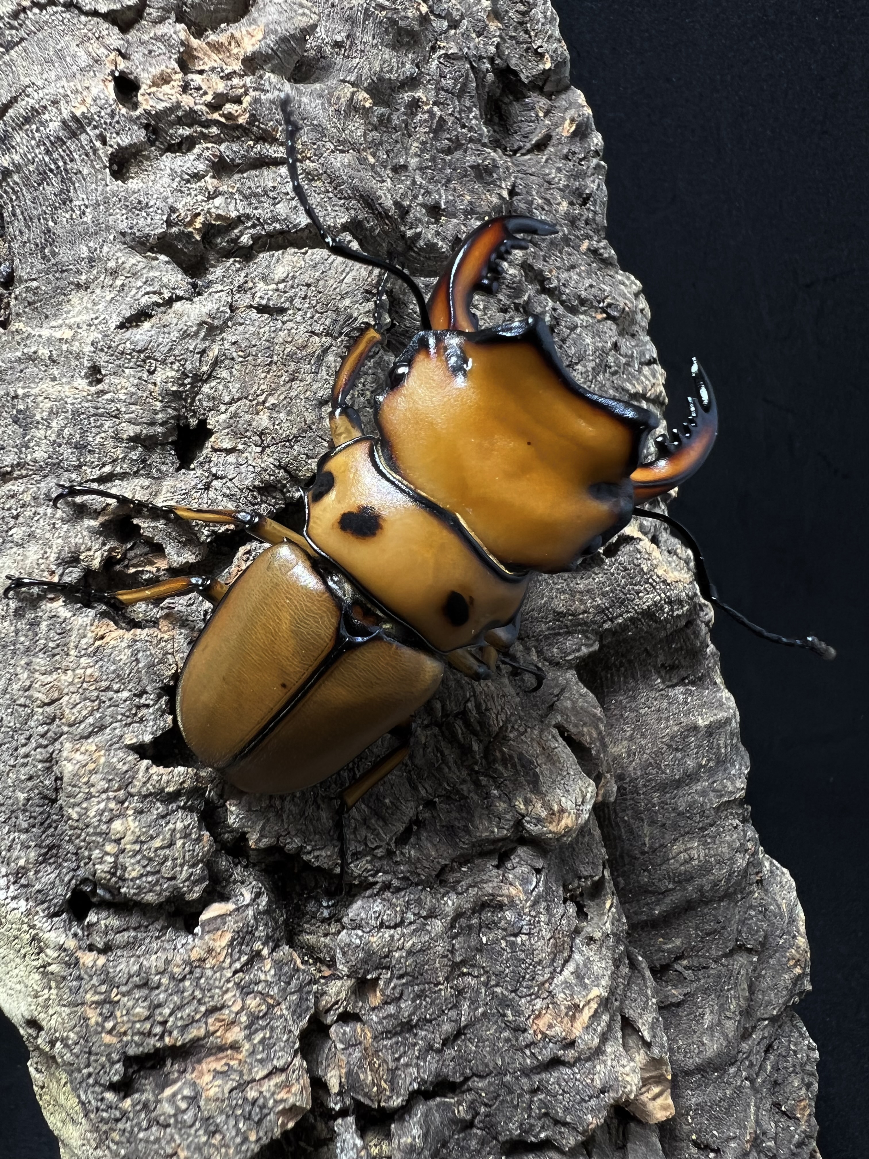 Homoderus mellyi 53mm.