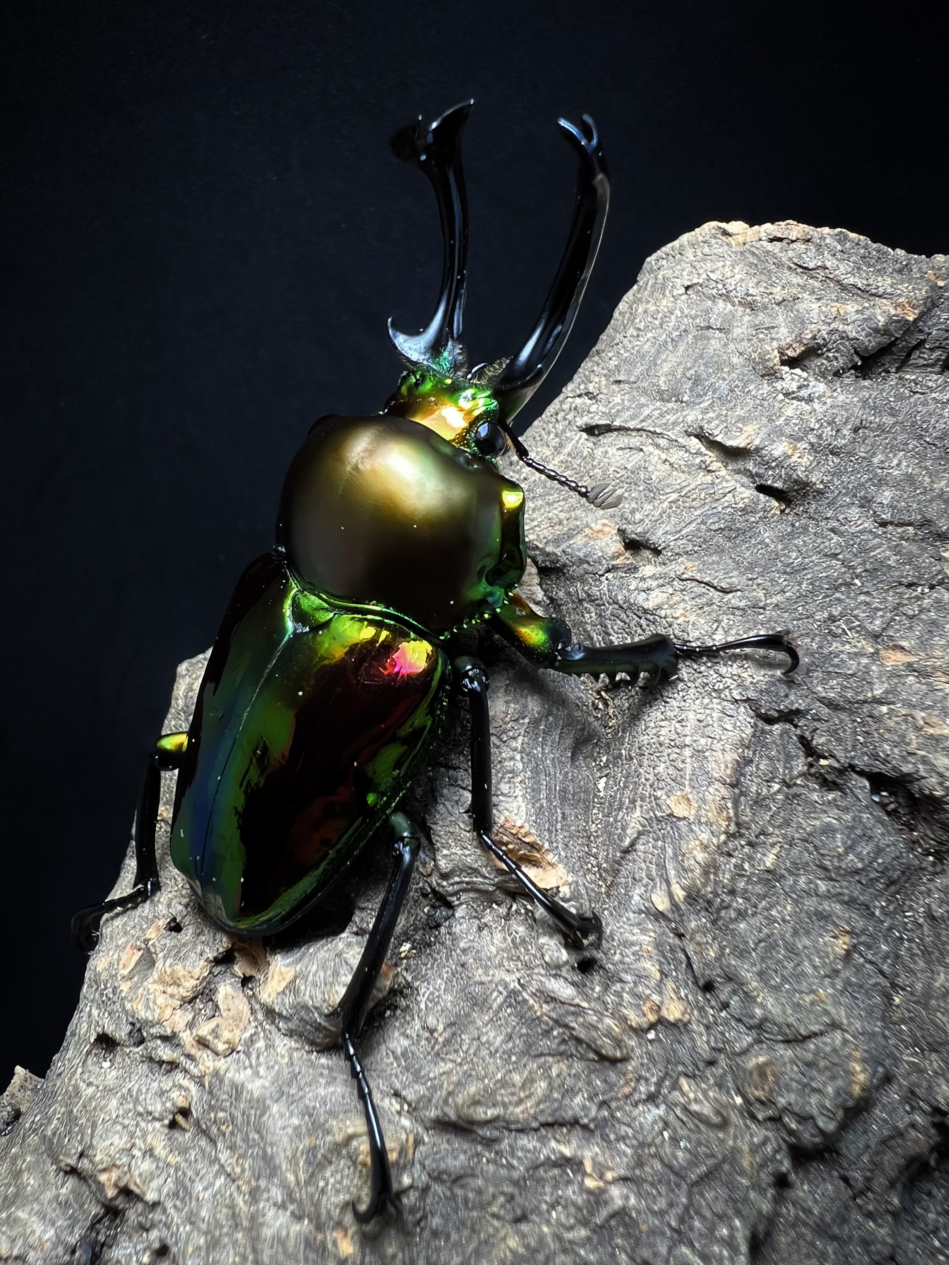 Phalacrognathus muelleri 56mm. Pair