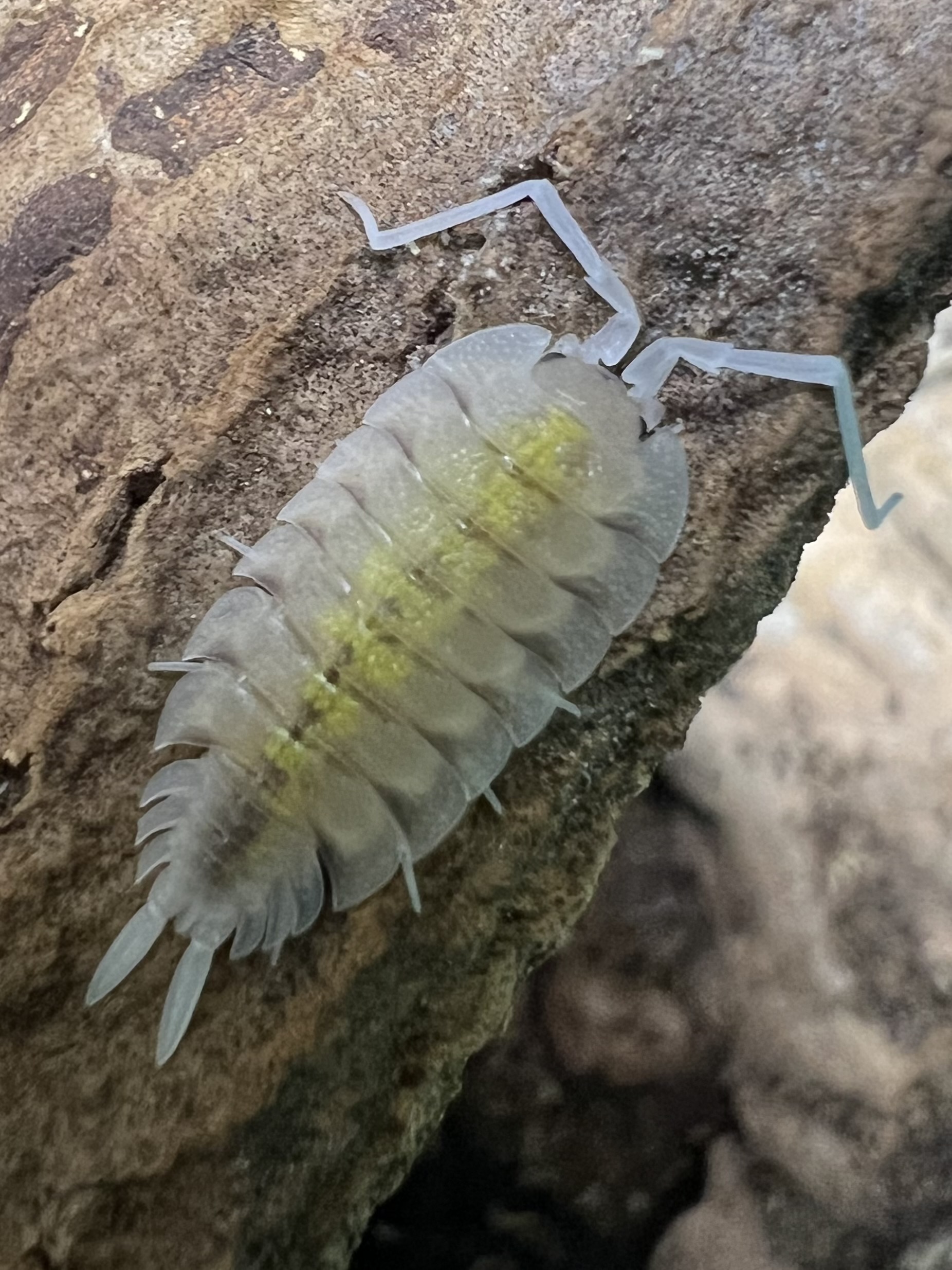 Porcellio bolivari “Yellow Ghost” 5 each