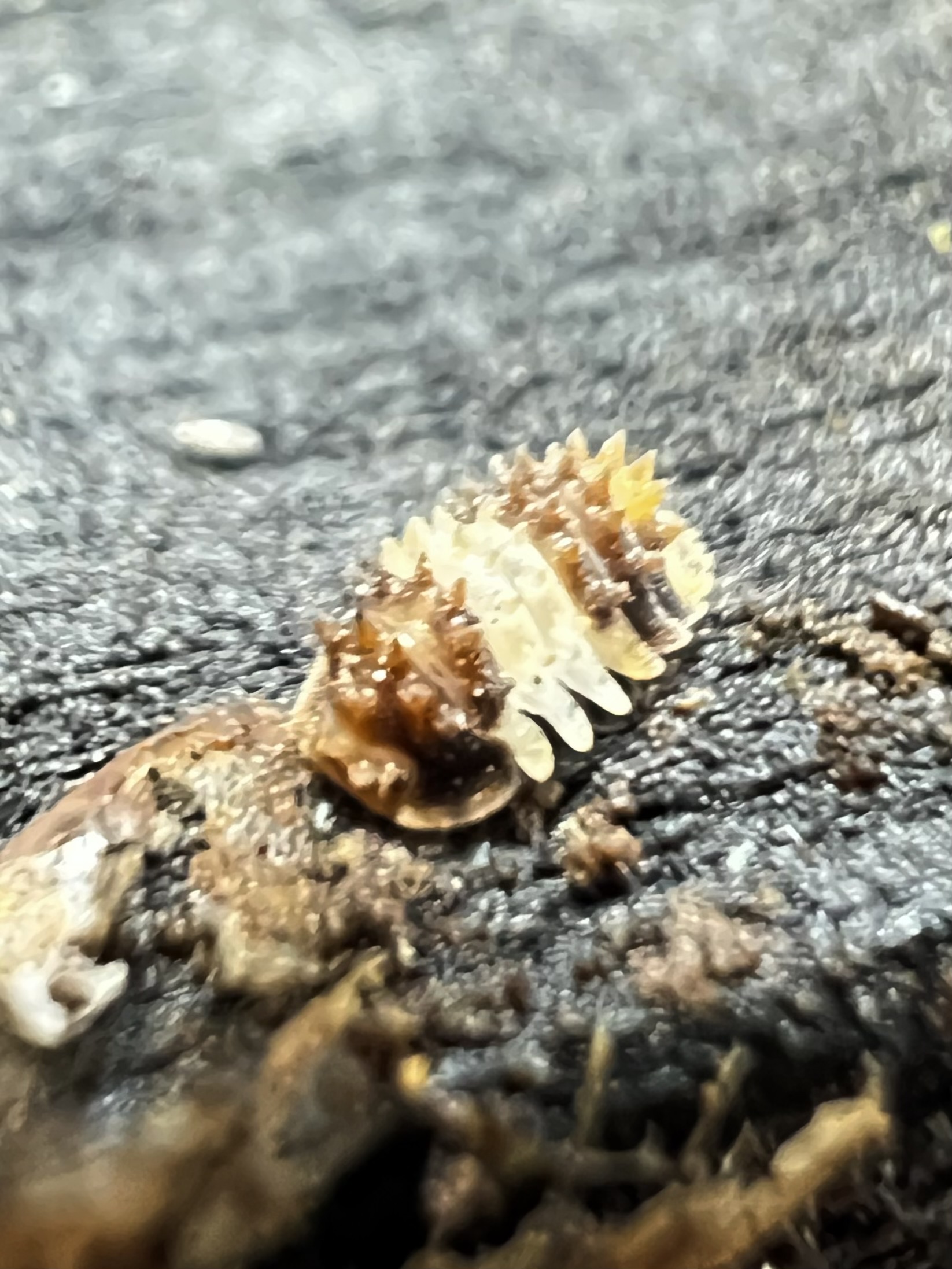 Armadillidae sp. hedgehog set 5 each