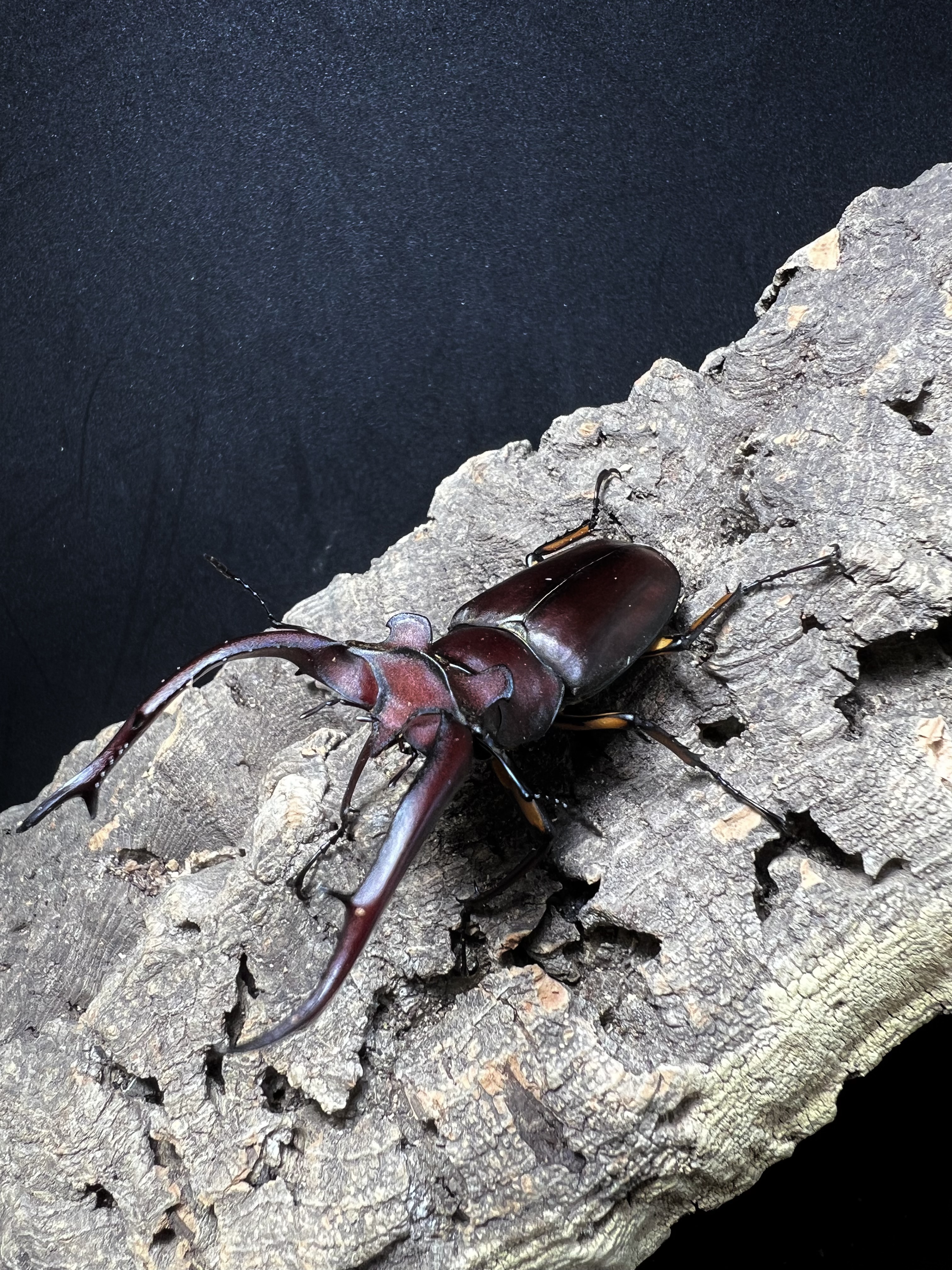 Lucanus angusticornis 69mm. Pair