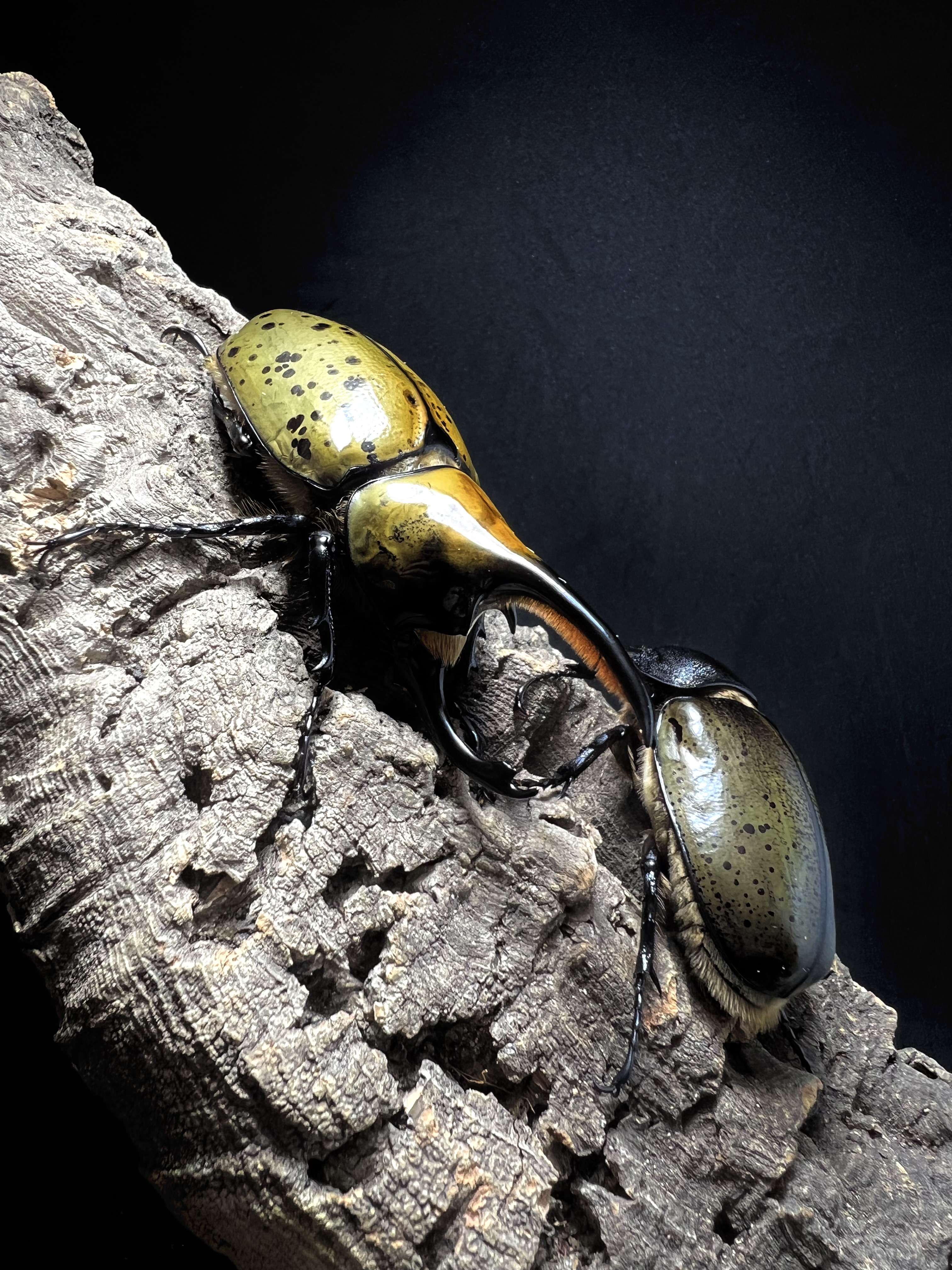 Dynastes hyllus hyllus 82x56mm.