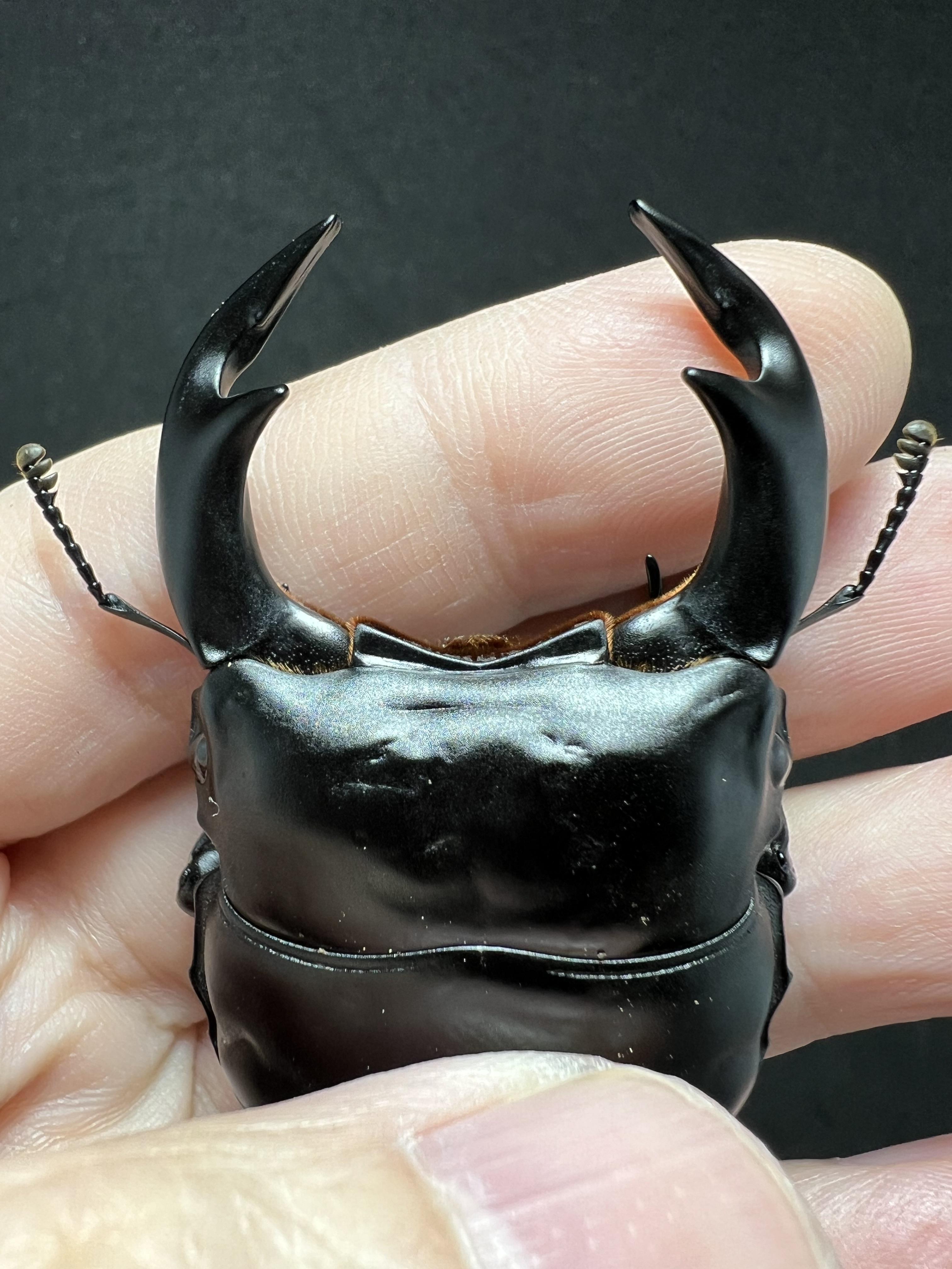 Dorcus antaeus antaeus 80 mm.