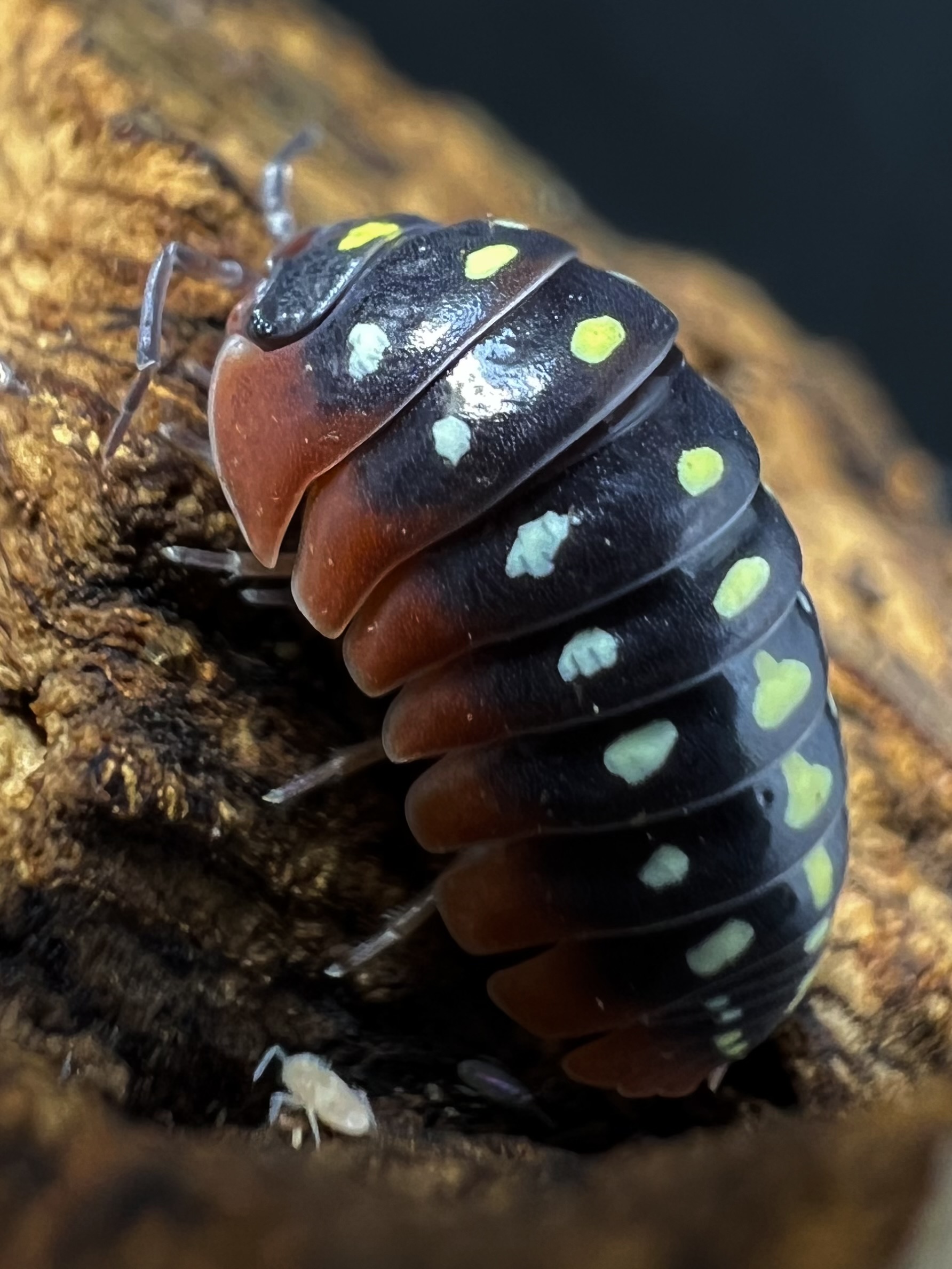 Armadillidium klugii montenegro Set 5 each