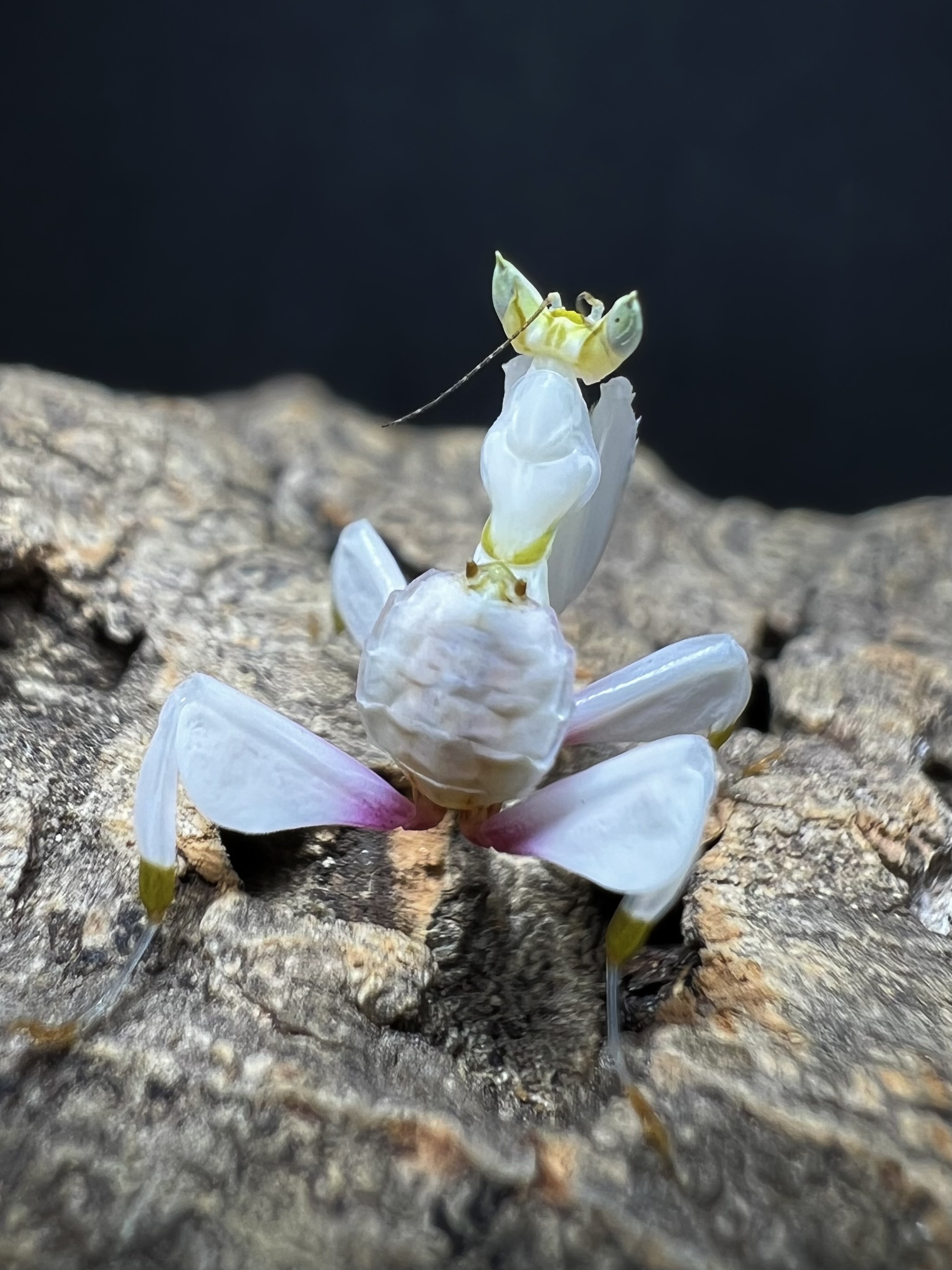 Hymenopus coronatus Lv.2~3