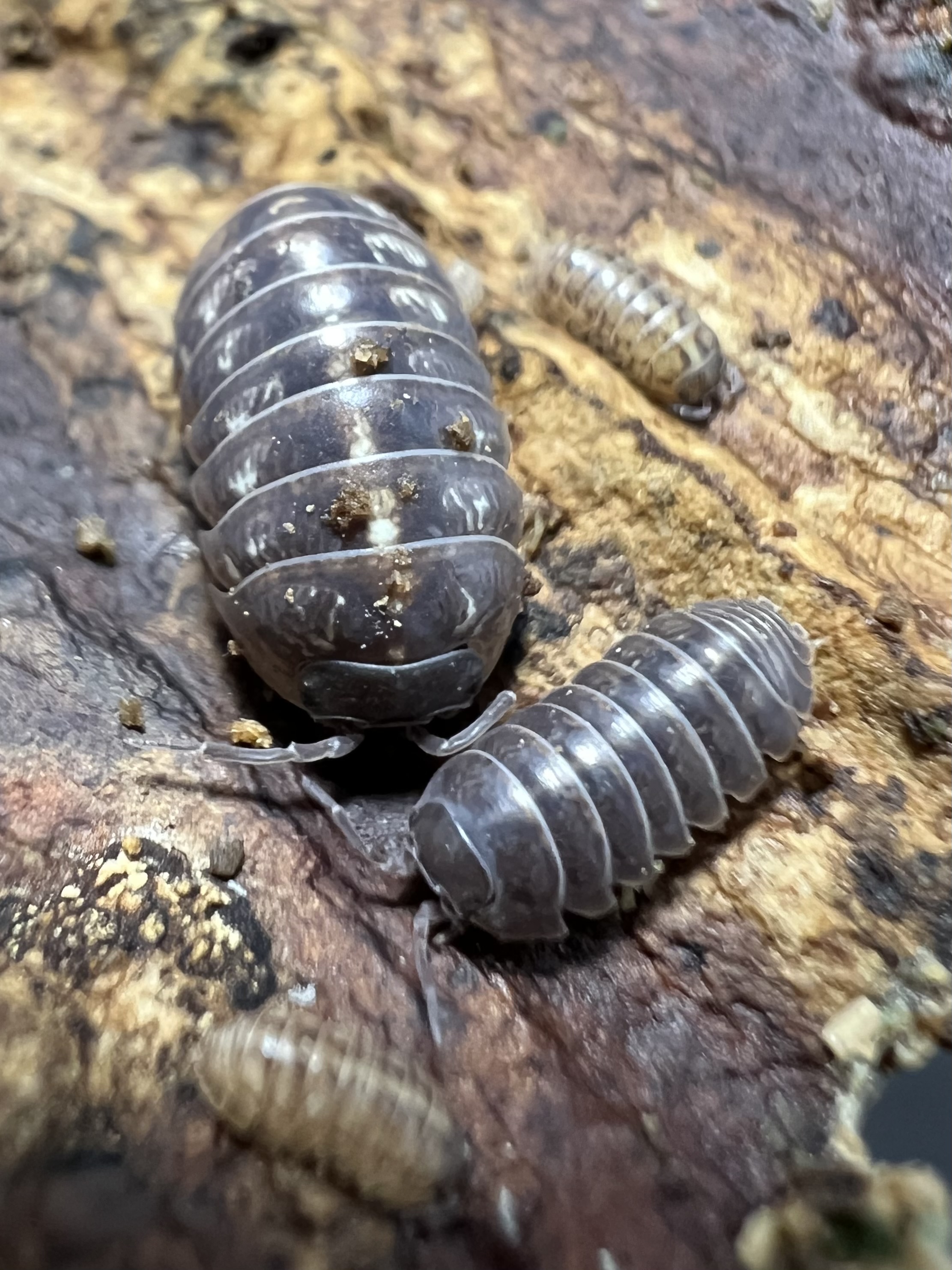 Armadilldium vulgare st.lucia set 5 each