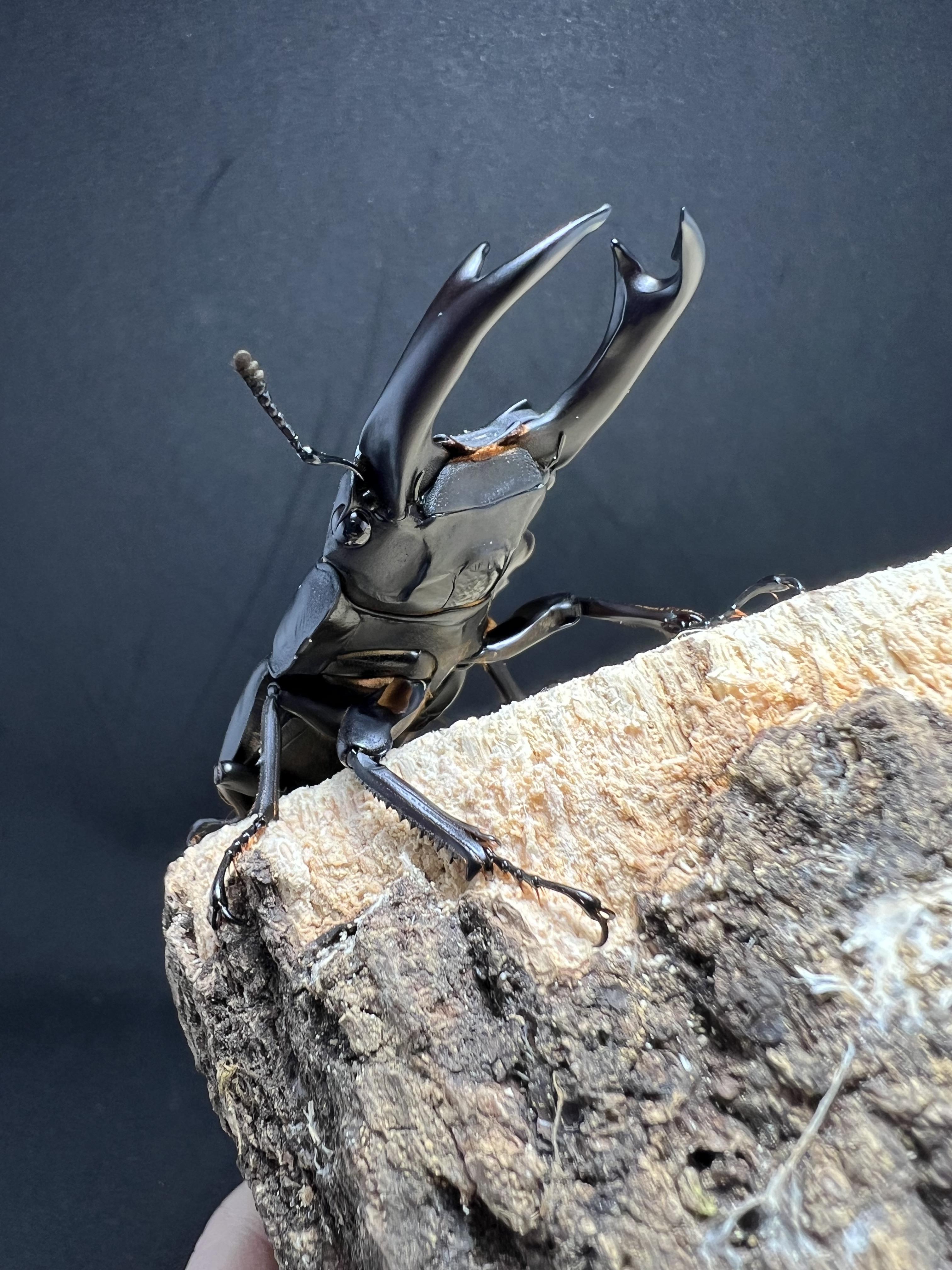 Dorcus hopei binodulosus 72mm.