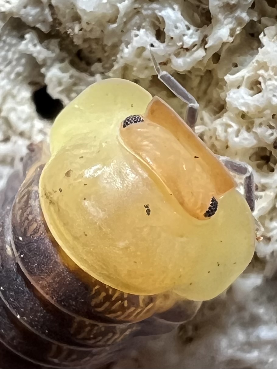 Cubaris sp. rubber ducky 5 each