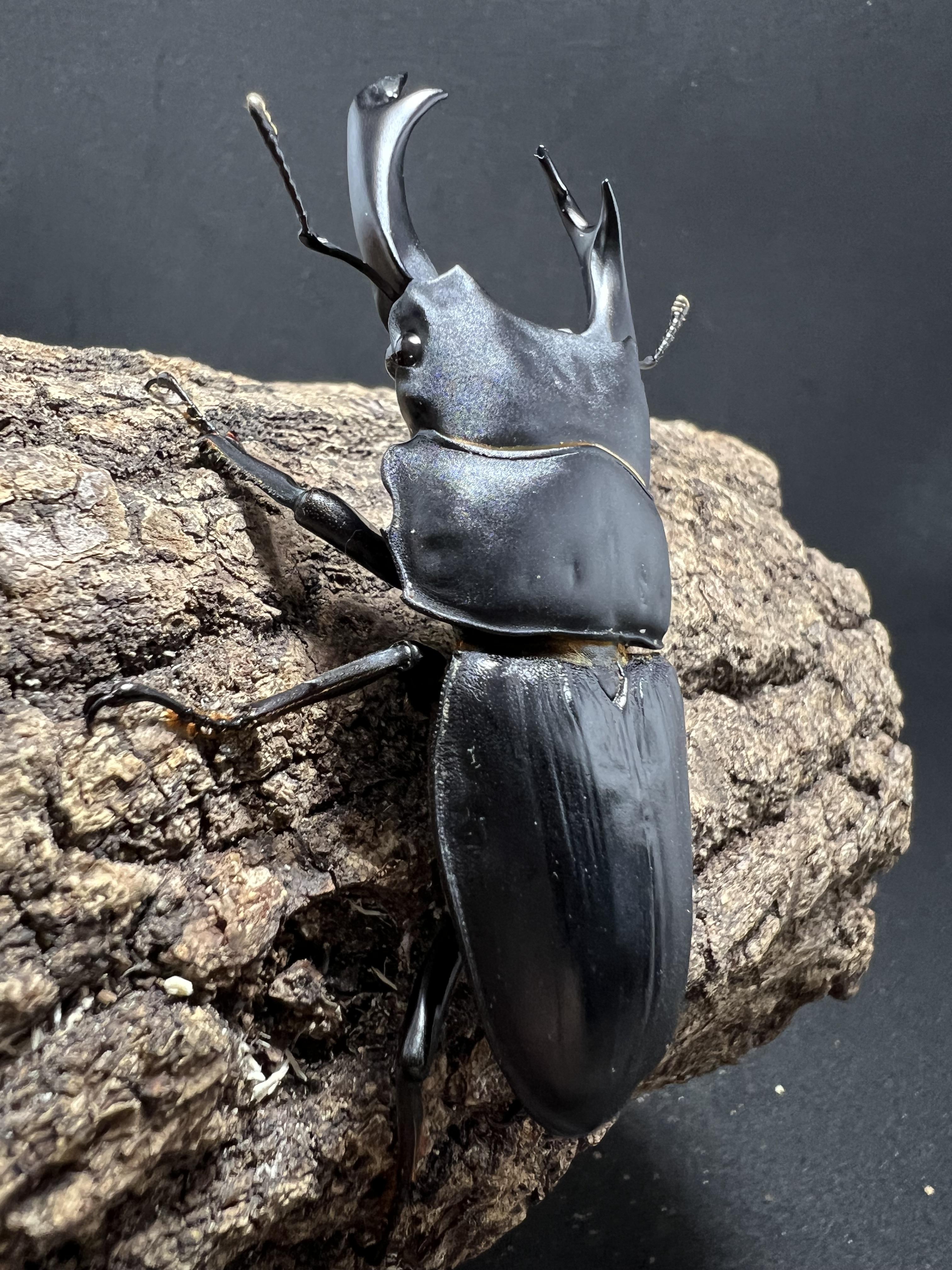 Dorcus hopei binodulosus 75mm.