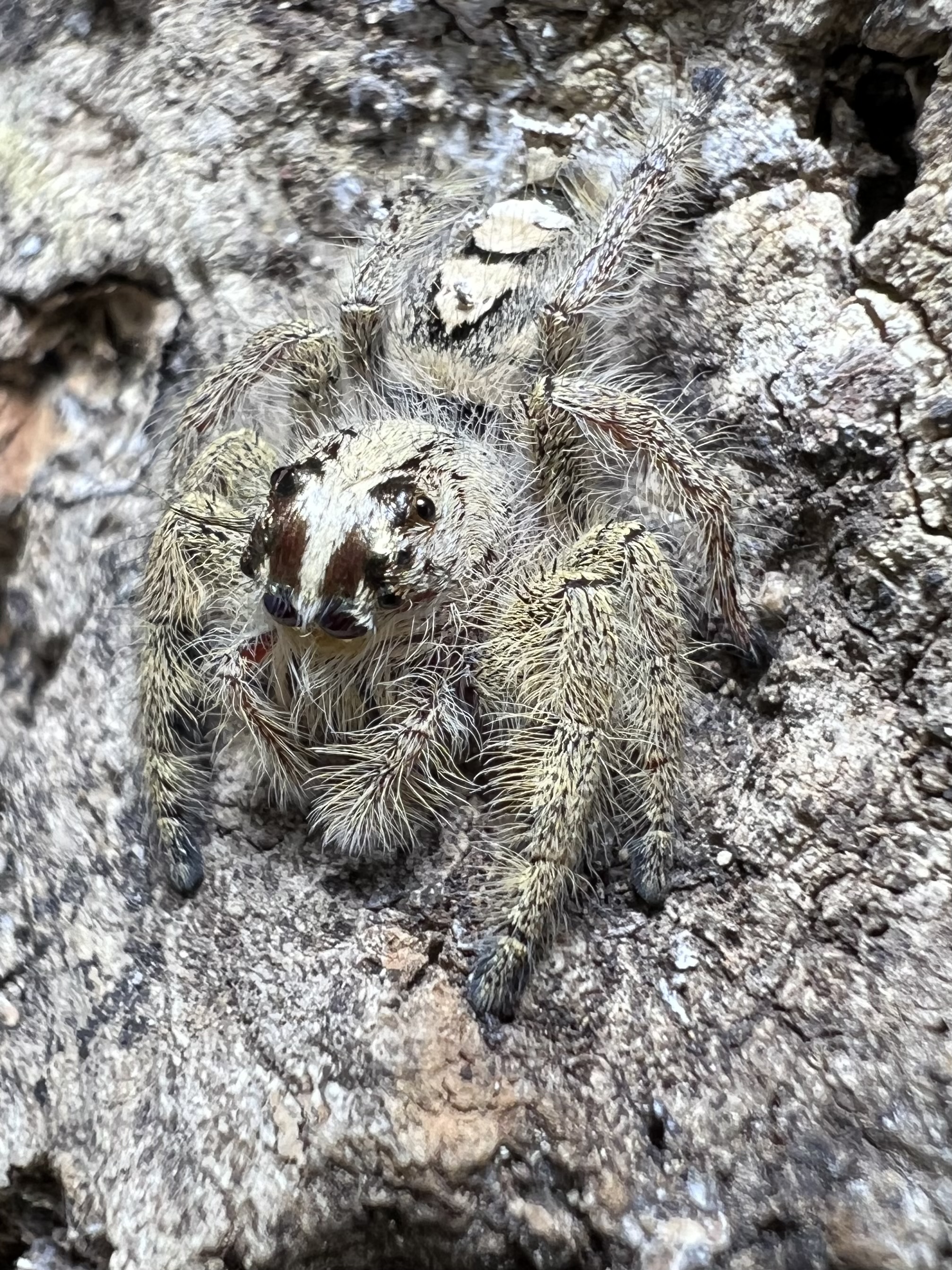 Hyllus diarai female