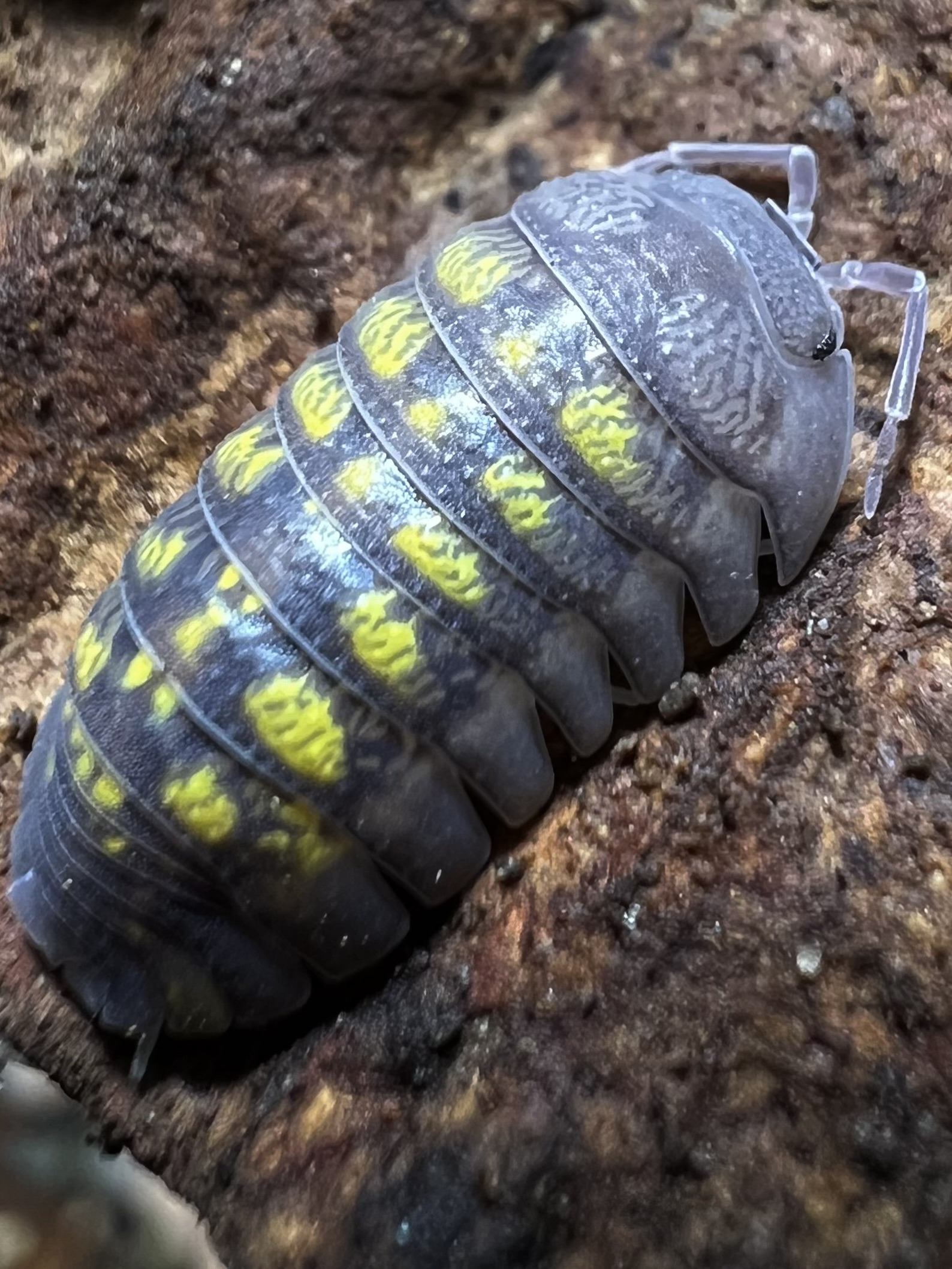 Armadillidium granulatum "Lemon" 5 each