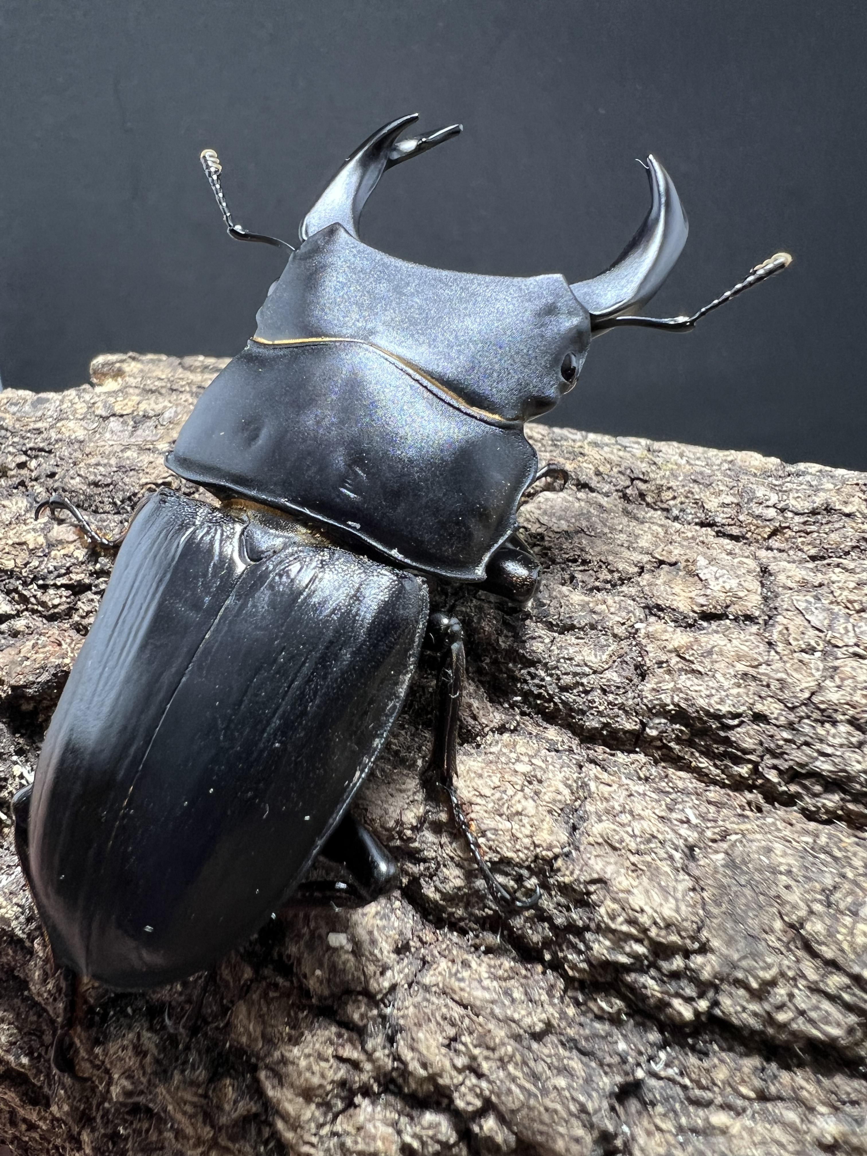 Dorcus hopei binodulosus 75mm.