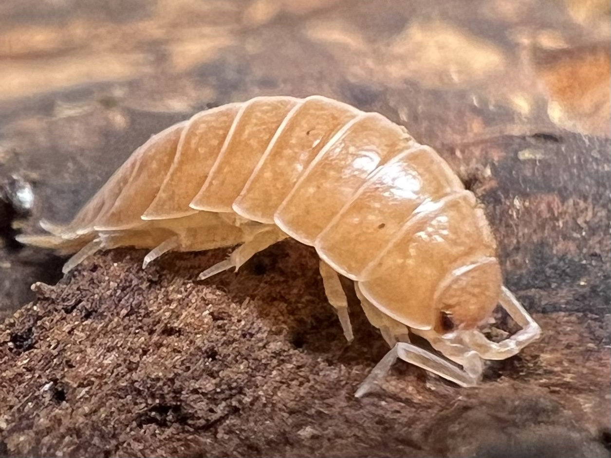 Porcellio laevis “Giant Orange” set 10each